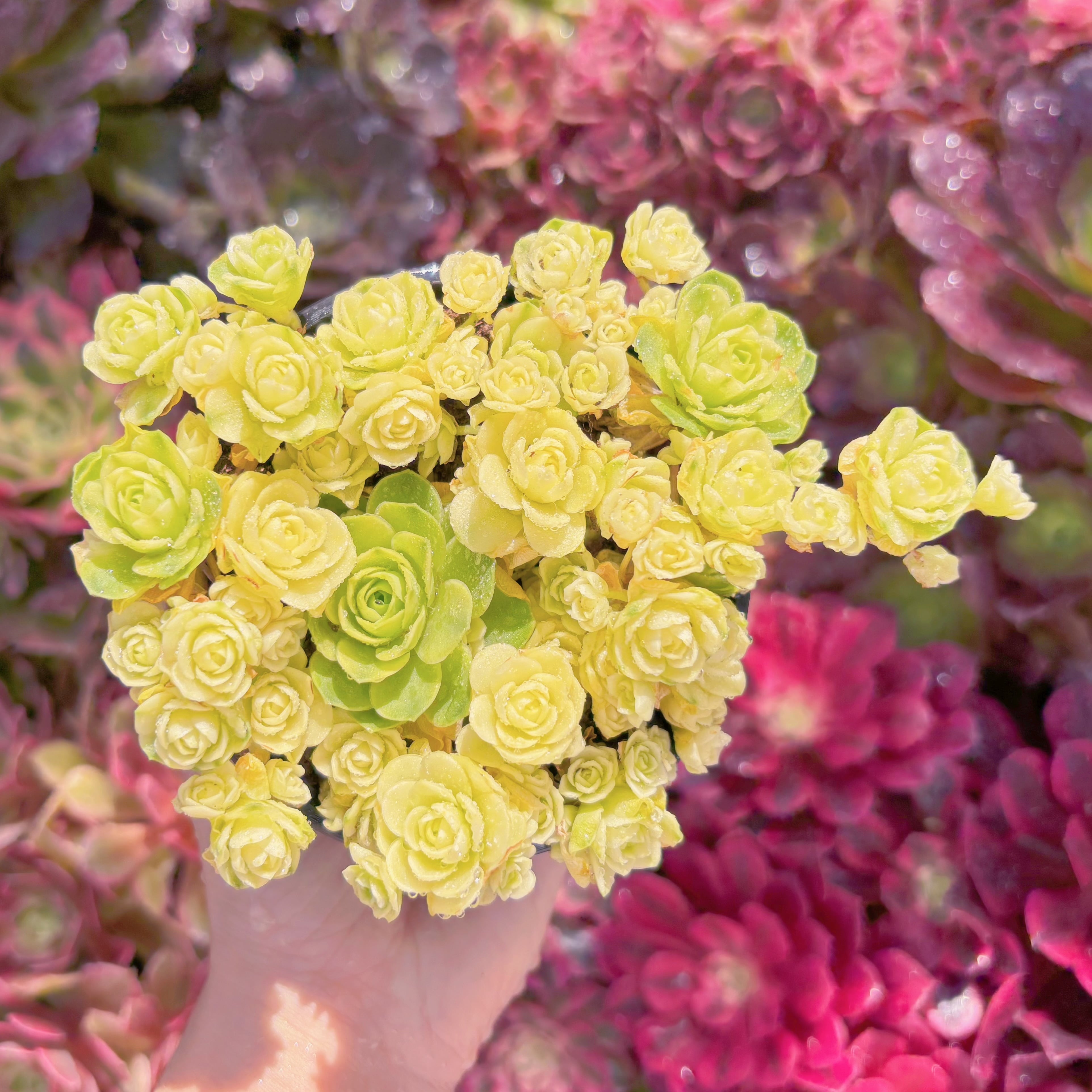 現品　キャッツアイ錦#M253　大群生　新入荷　るる農園