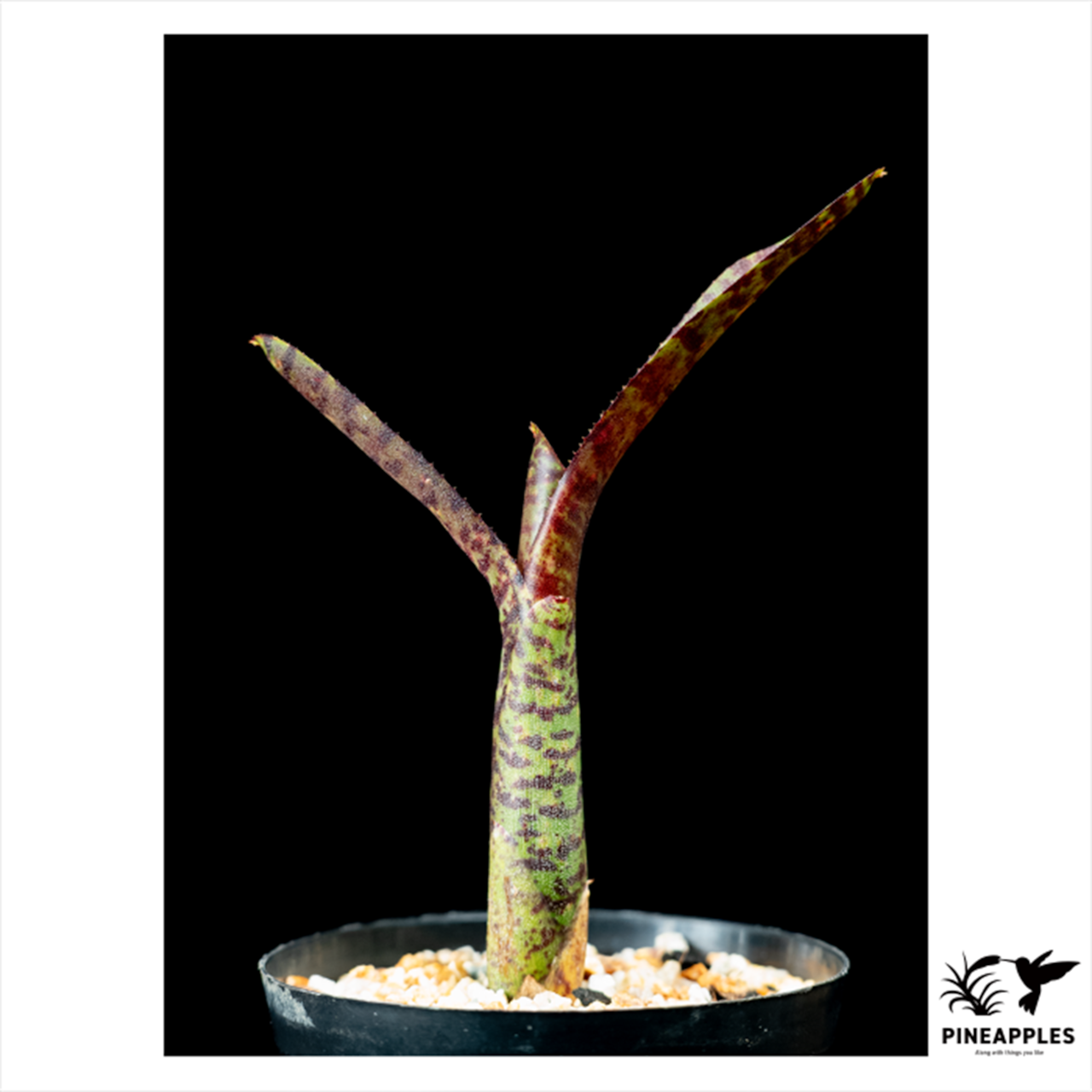 Neoregelia sp. nova. Ex. Chester Skotak - 3