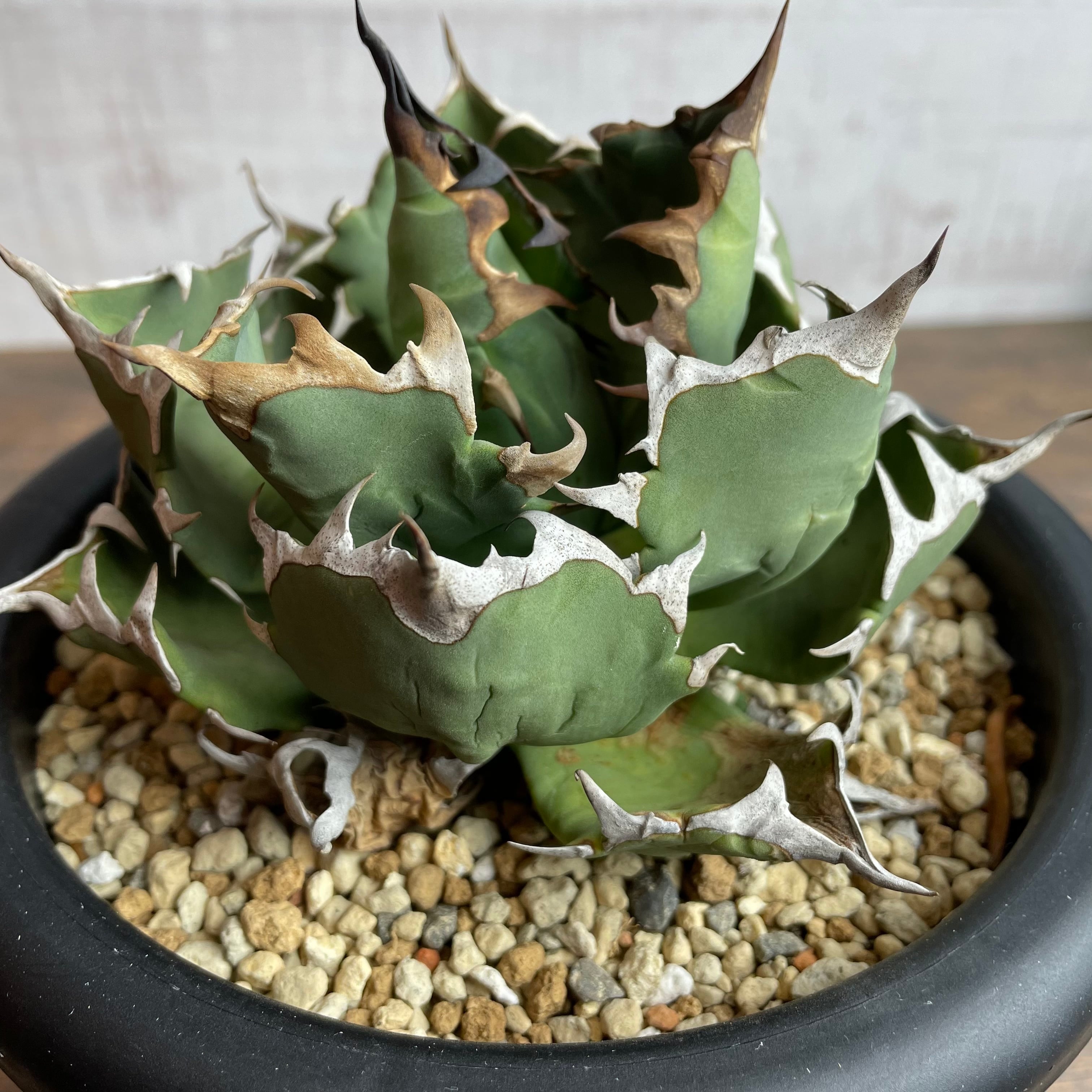 Agave titanota “姫厳龍” / 特選！台湾株 子株付き 親株 / 5号 アガベ ...