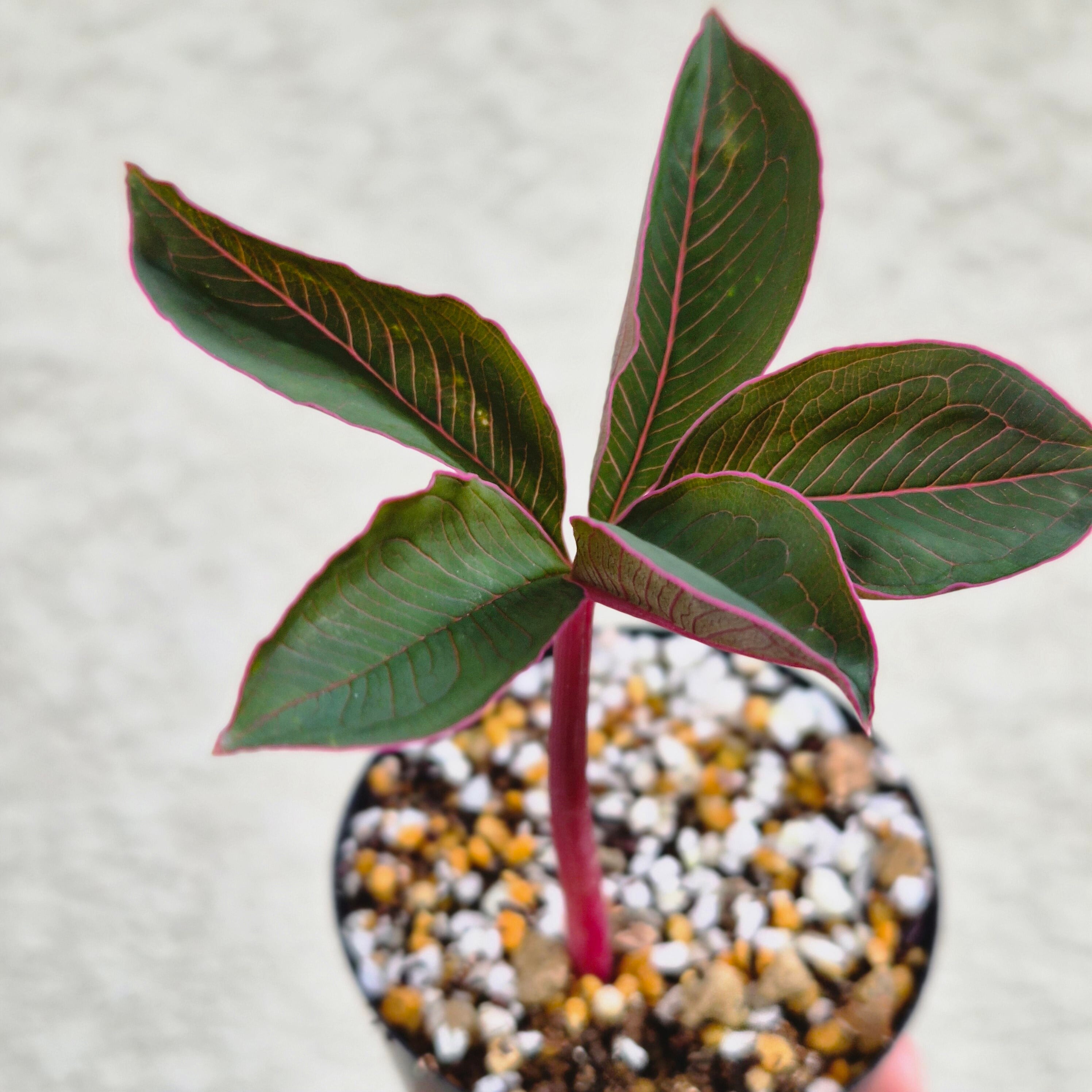 AM10 ♡レア〚 アモルフォファルス アトロビリディス 〛 Amorphophallus Atroviridis 塊根植物 コーデックス