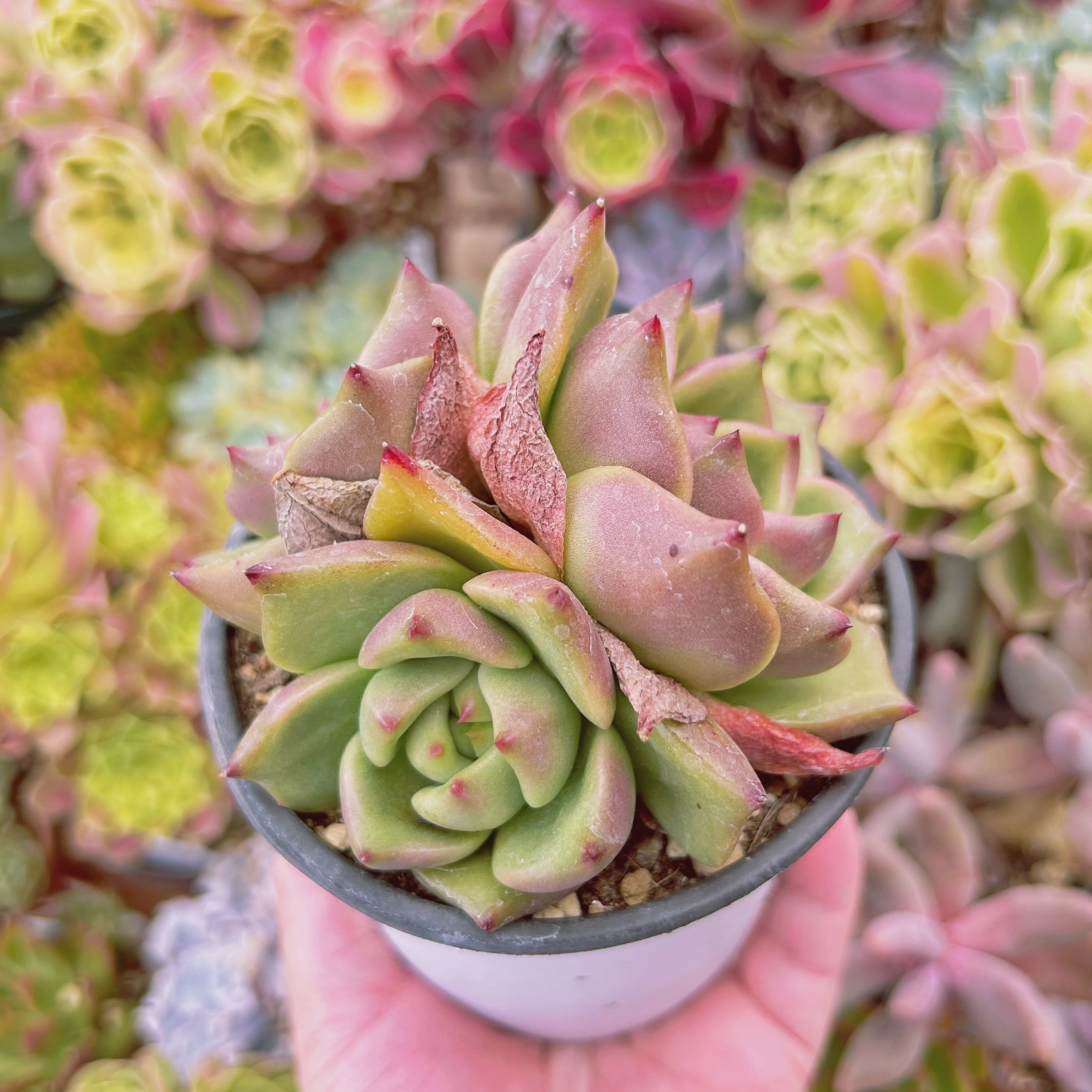専用 多肉植物 ❁︎雪白マリア錦 抜き苗 【公式通販】