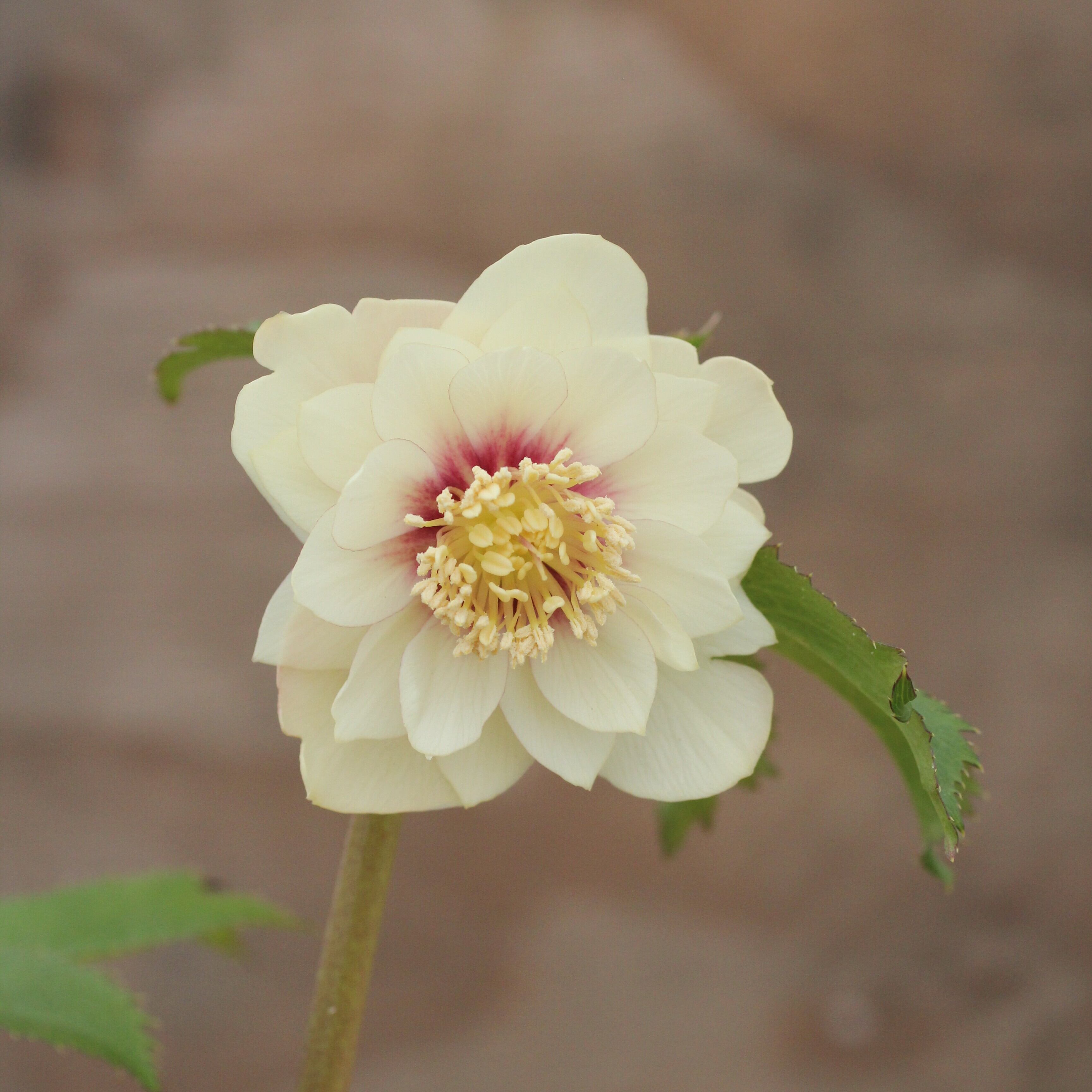 WS26-048 クリスマスローズ ウィンターシンフォニー 静ダブル