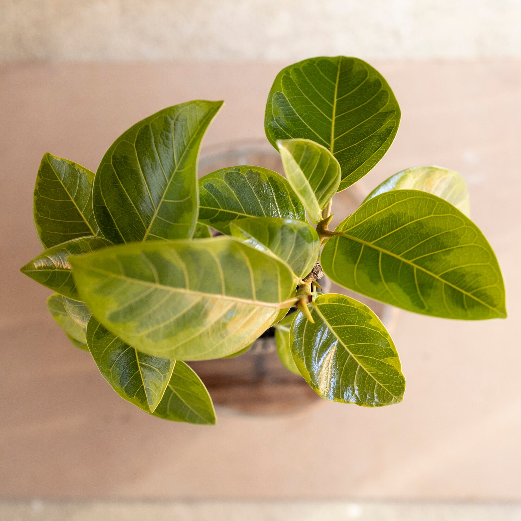 フィカス アルテシマ Altissima 4号 セメントロングポット 観葉植物