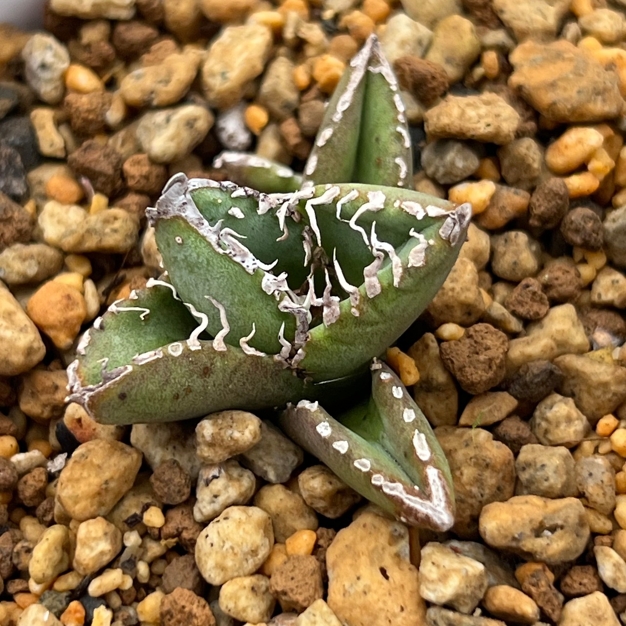 Agave titanota 麻花龍 台湾株 ①