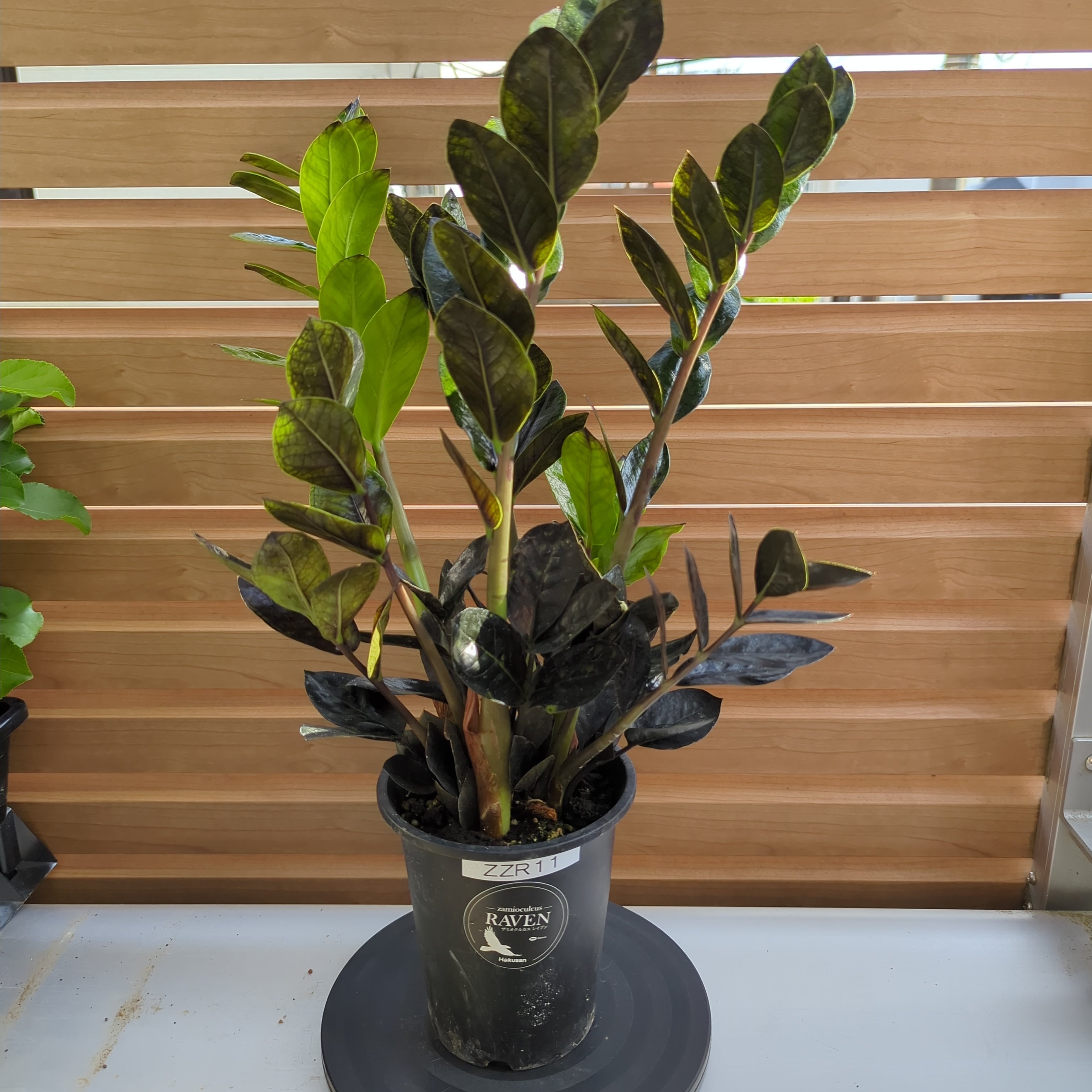 ザミオクルカス レイヴン | BRIDGE GARDEN