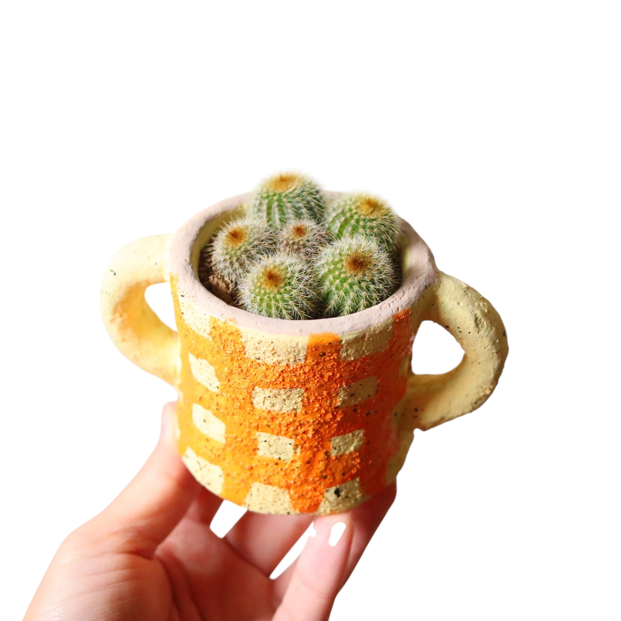 多肉植物 | 植物屋 fytó