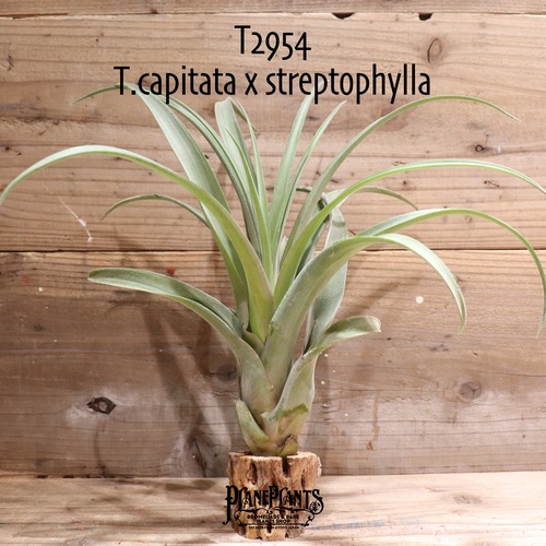 【送料無料】capitata x streptophylla〔エアプランツ〕現品発送T2954