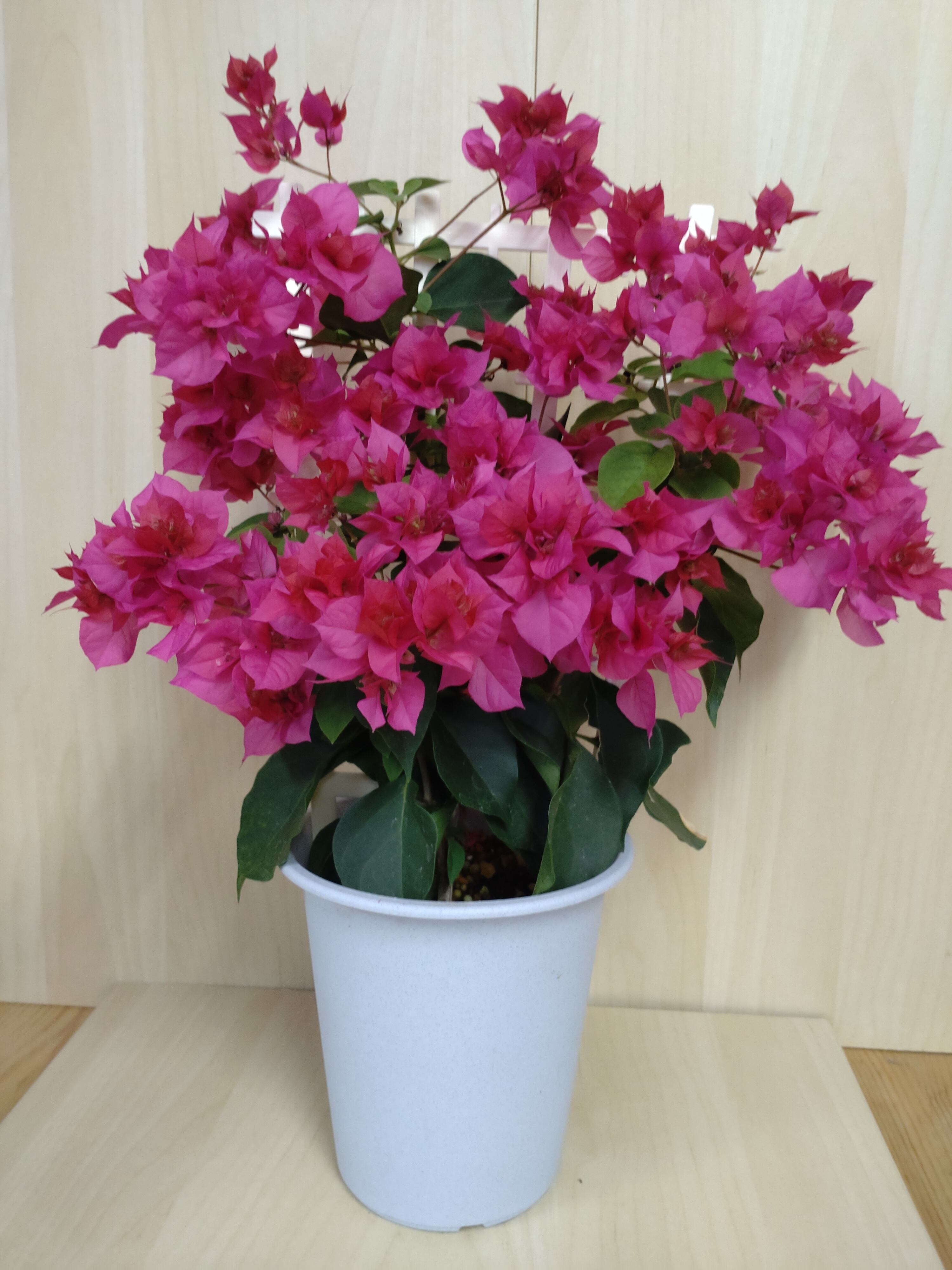 ブーゲンビリア鉢植え〈ダブルレ…