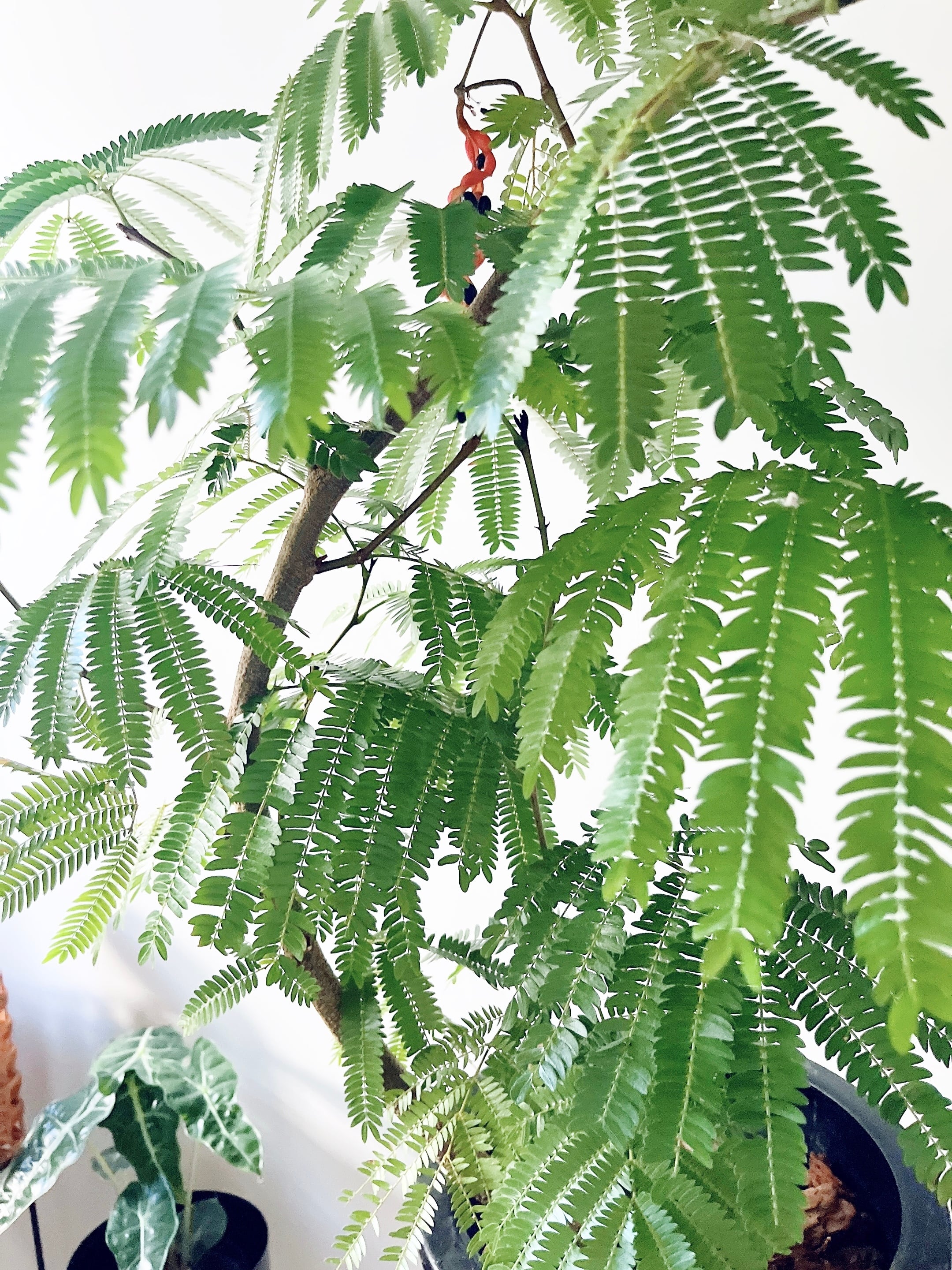 エバーフレッシュ 曲がり 美樹形 陶器鉢 観葉植物 大型 calm cafe エバーフレッシュ 曲がり 美樹形 陶器鉢 観葉植物 大型 calm cafe