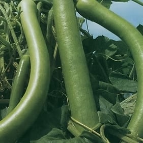 ズッキーニ | みらいのたね EnYuKan