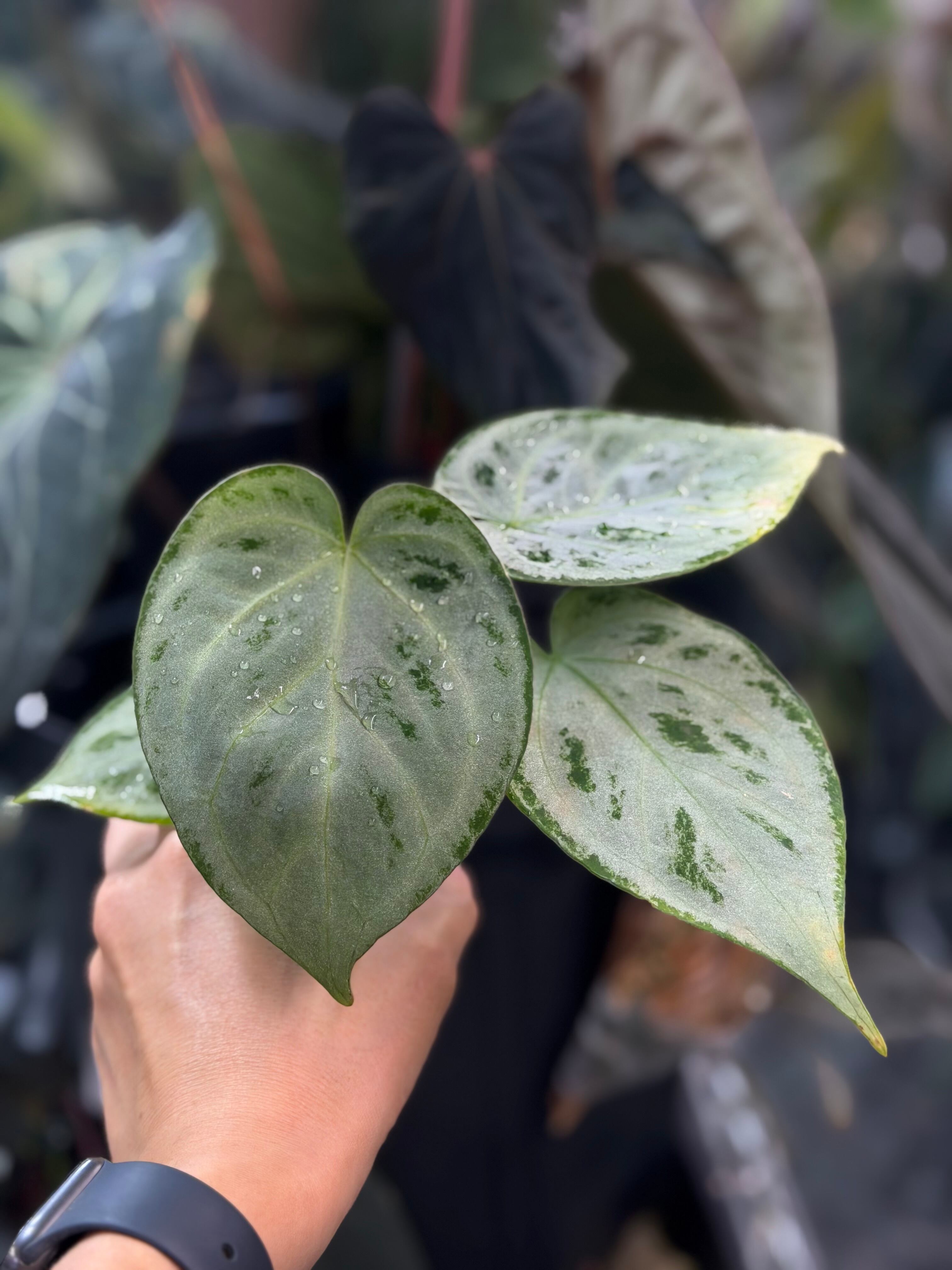 anthuroom