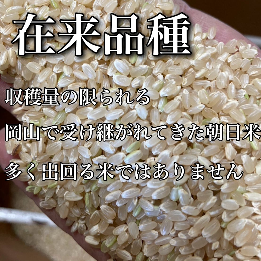 岡山県産 朝日米 10kg｜玄米・白米｜無農薬｜自然栽培｜7年産 | 自然