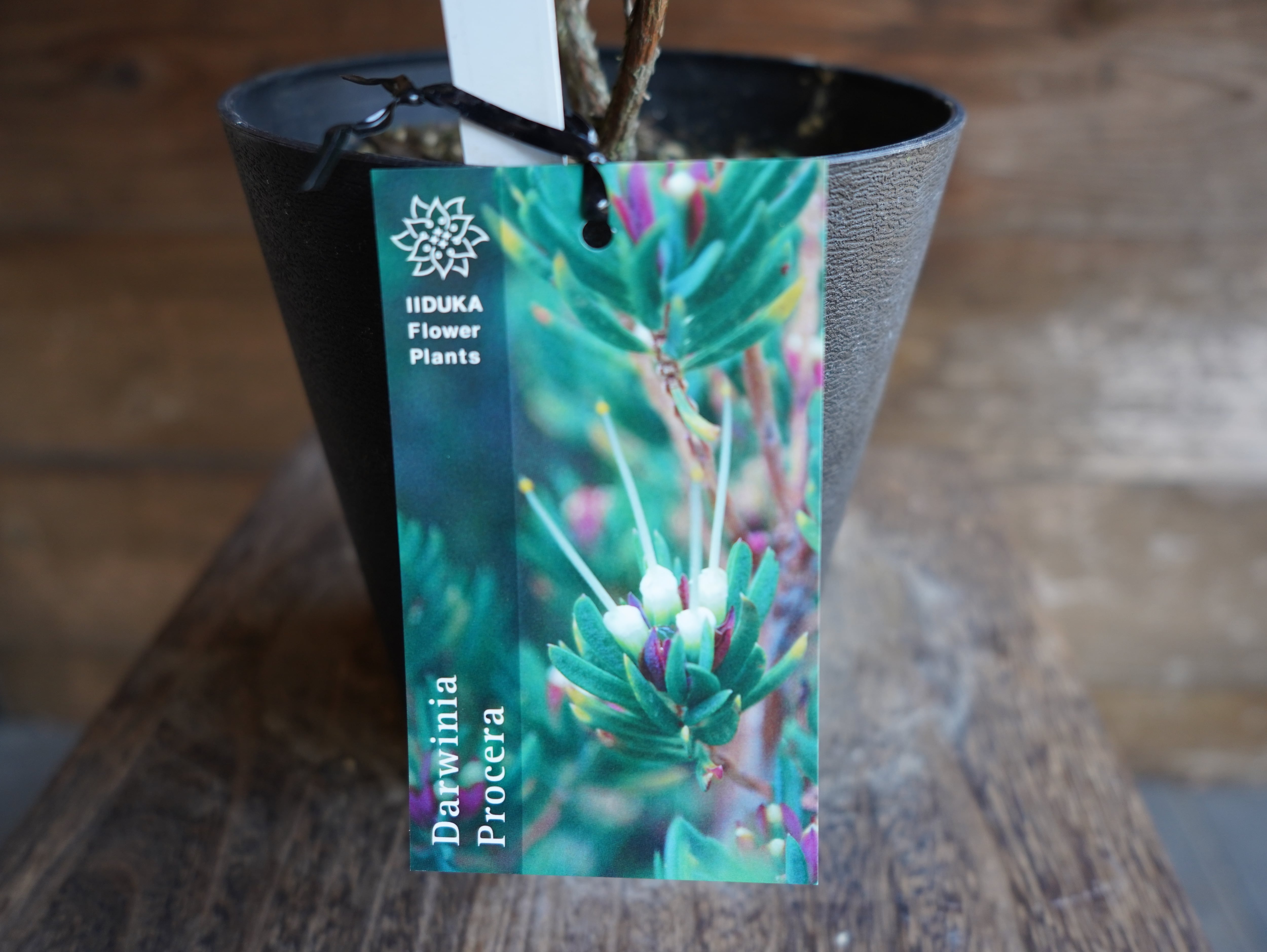 【現物】ダーウィニア ”プロセラ” C