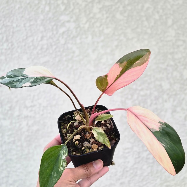 Homalomena cf. aromatica (Spreng.) Schott. ホマロメナ・アロマティカ