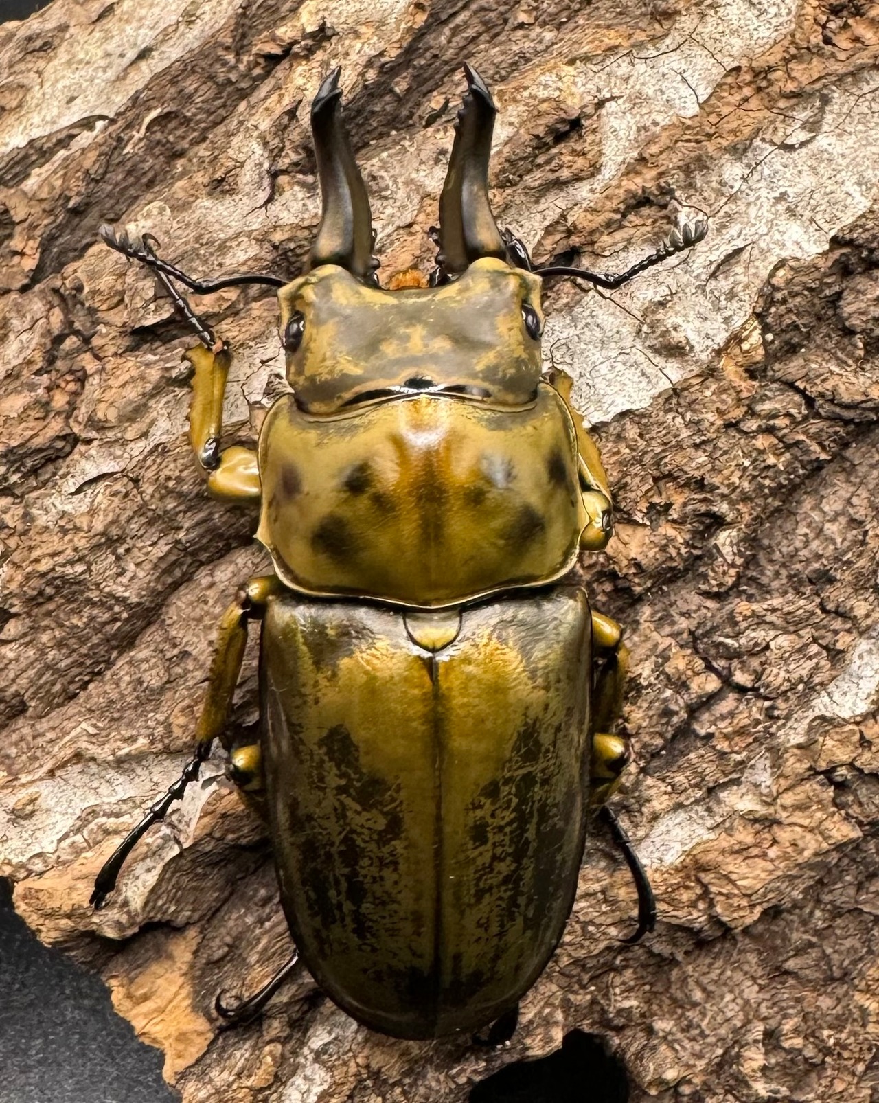 【F0】《ローゼンベルグオウゴンオニ 58.2mm ペア》