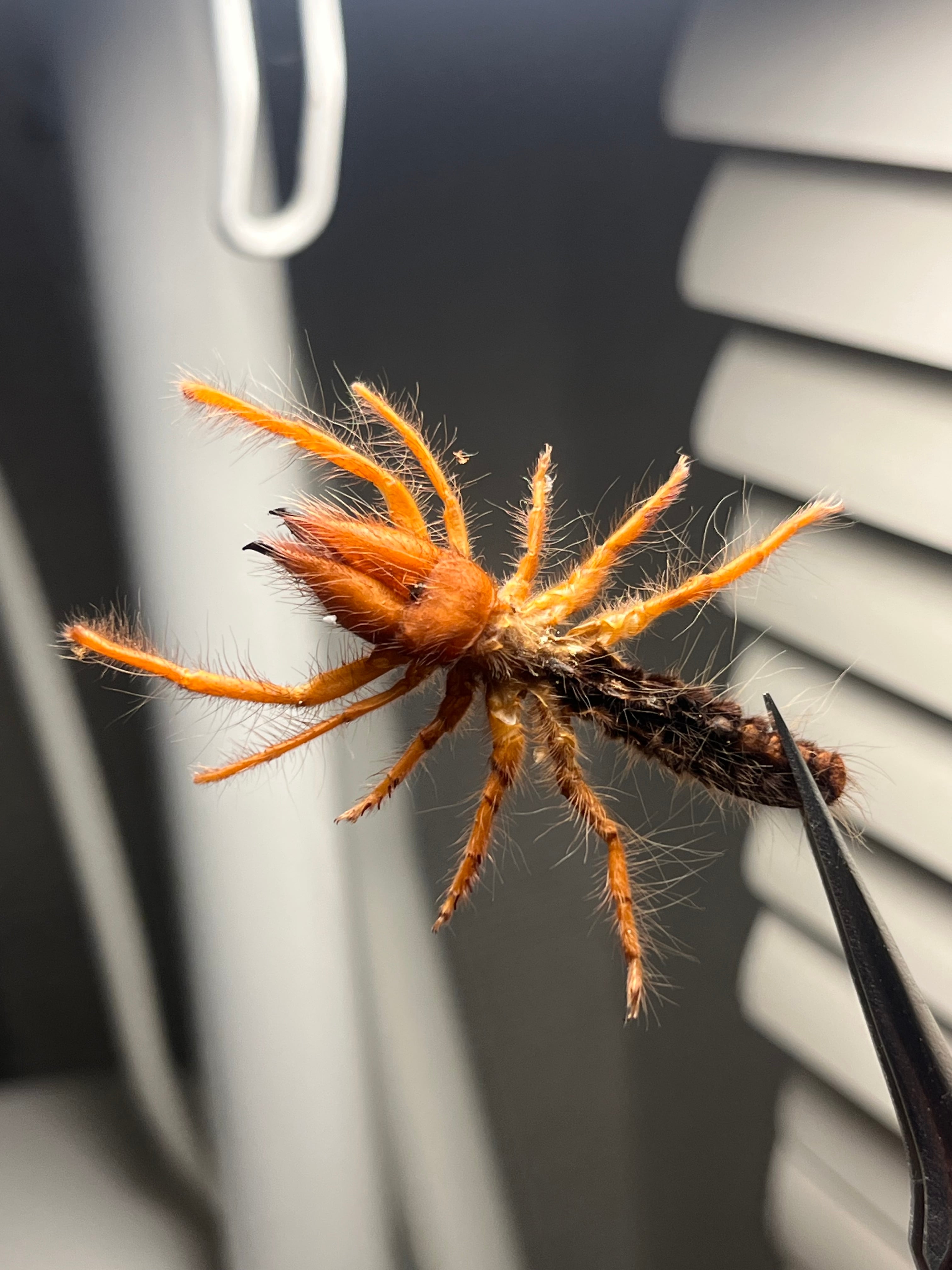 ヒヨケムシ | オモニキチュウ