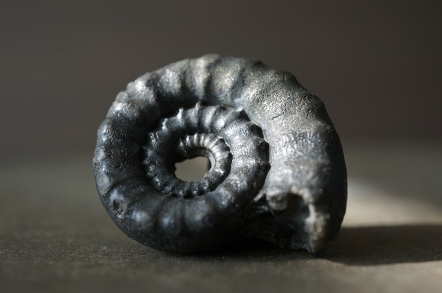 イギリス産黄鉄鉱化アンモナイト  Pyritized Ammonite 2315