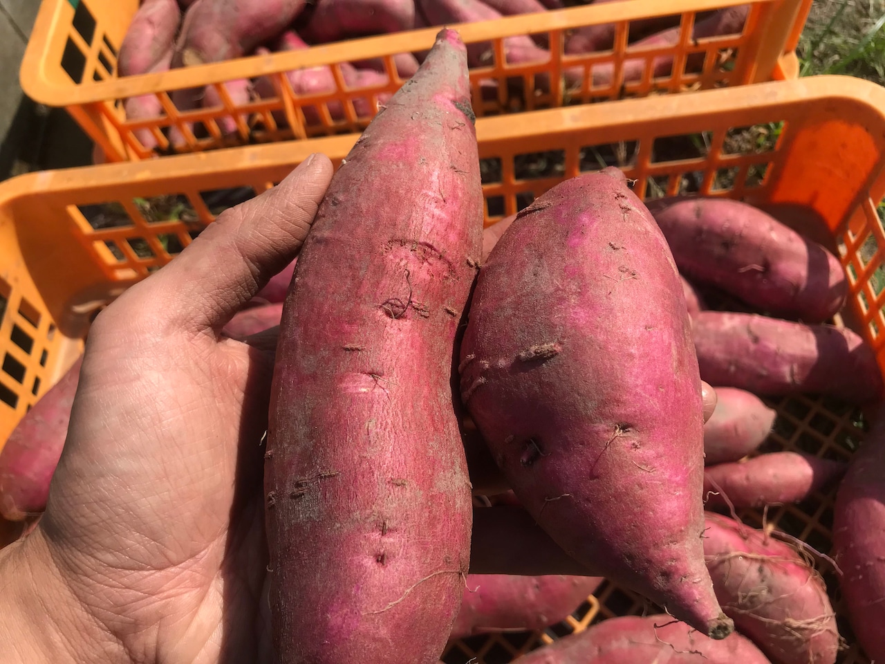 【ホクホク】「すずほっくり」3.2kg：炭のチカラで育てたさつまいも「福めぐり」　☆美味しく食べてSDGsに貢献できます☆