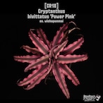 Cryptanthus bivittatus 'Power Pink'〔クリプタンサス〕CR18