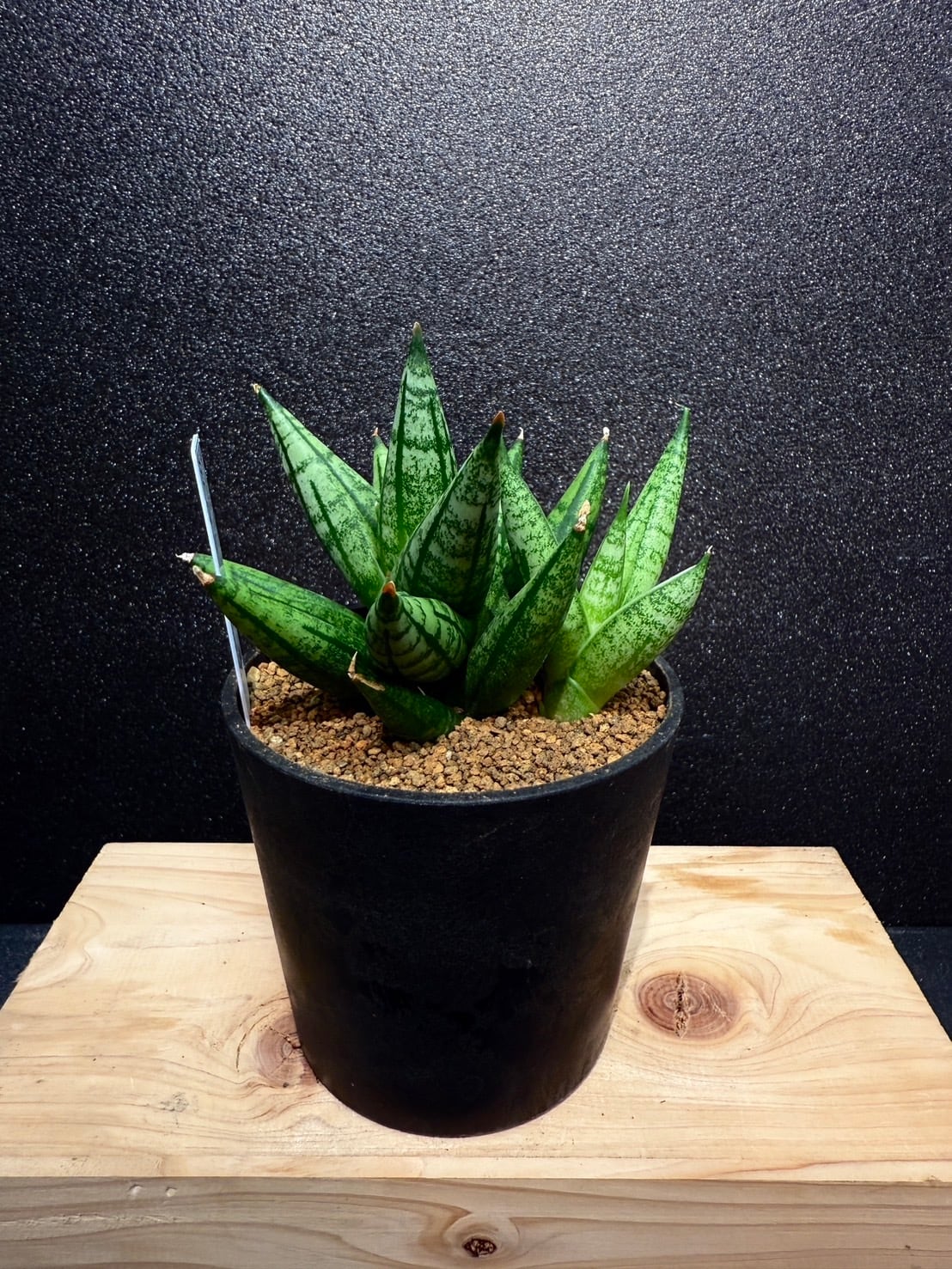 マディー サンセベリア 2.5号 希少 レア 原種希少品種 観葉植物 空気