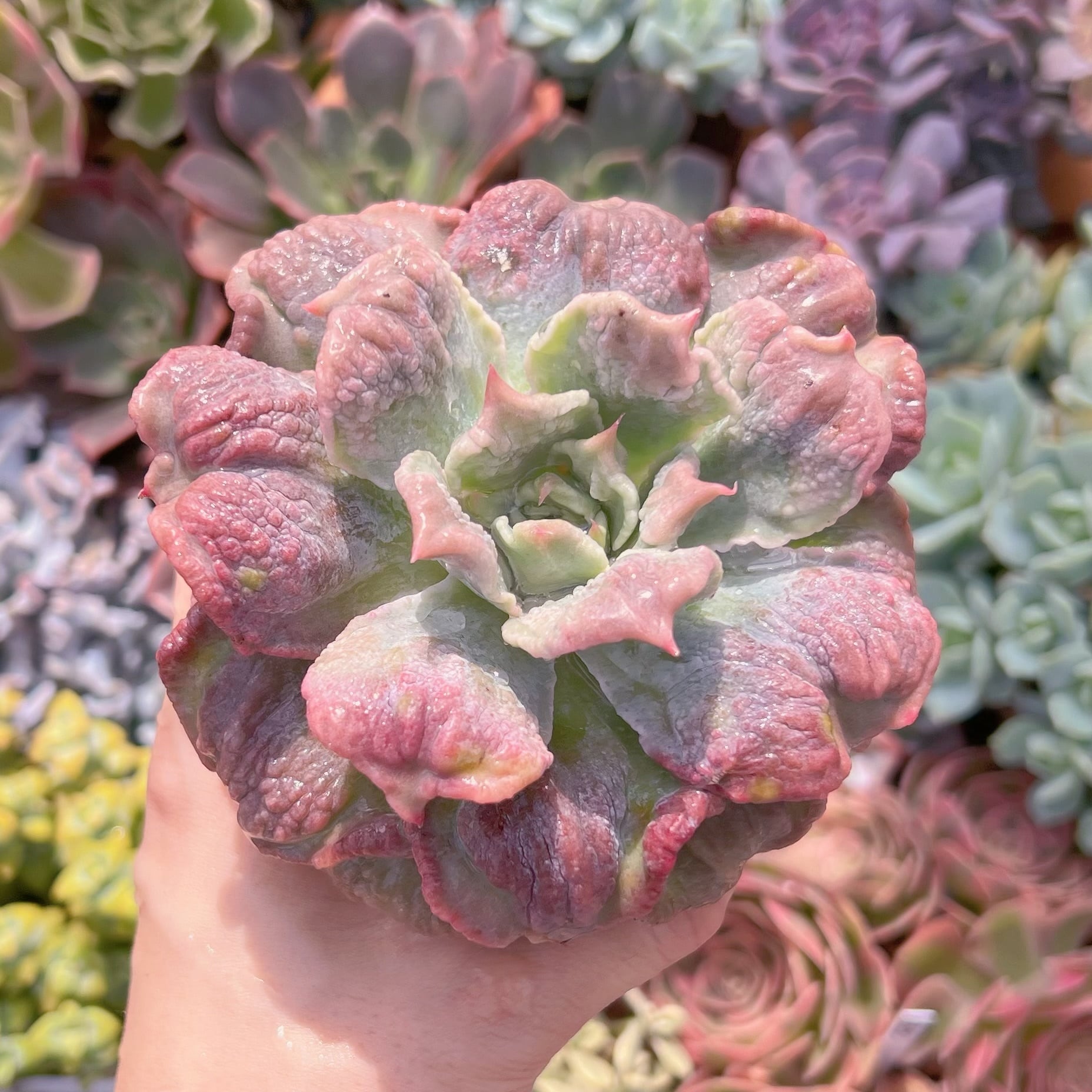 現物　コブマディバ群生#795　新入荷