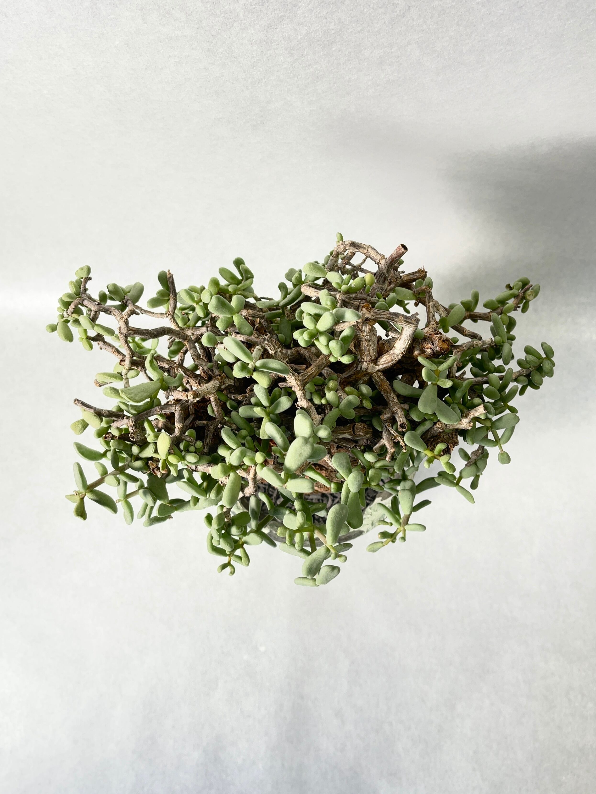 ケラリア・ピグマエア | trigger