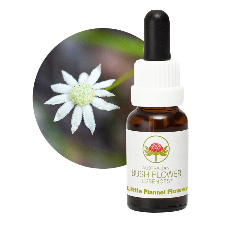 リトルフランネルフラワー<オーストラリア・ブッシュ>子供や昔子供だった大人へ。インナーチャイルドを癒す(ob-s065-1)