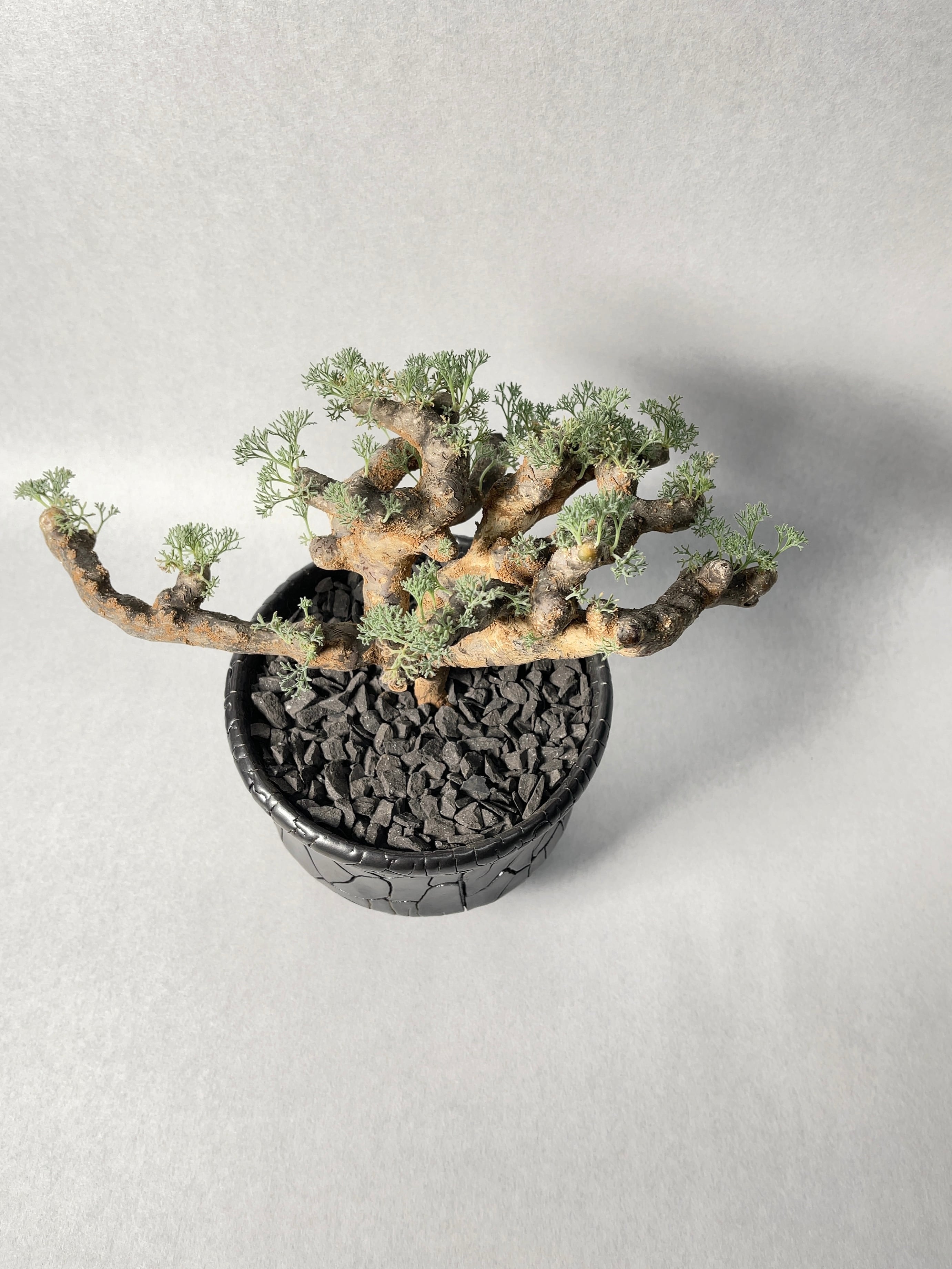 サルコカウロン・ムルチフィズム | trigger