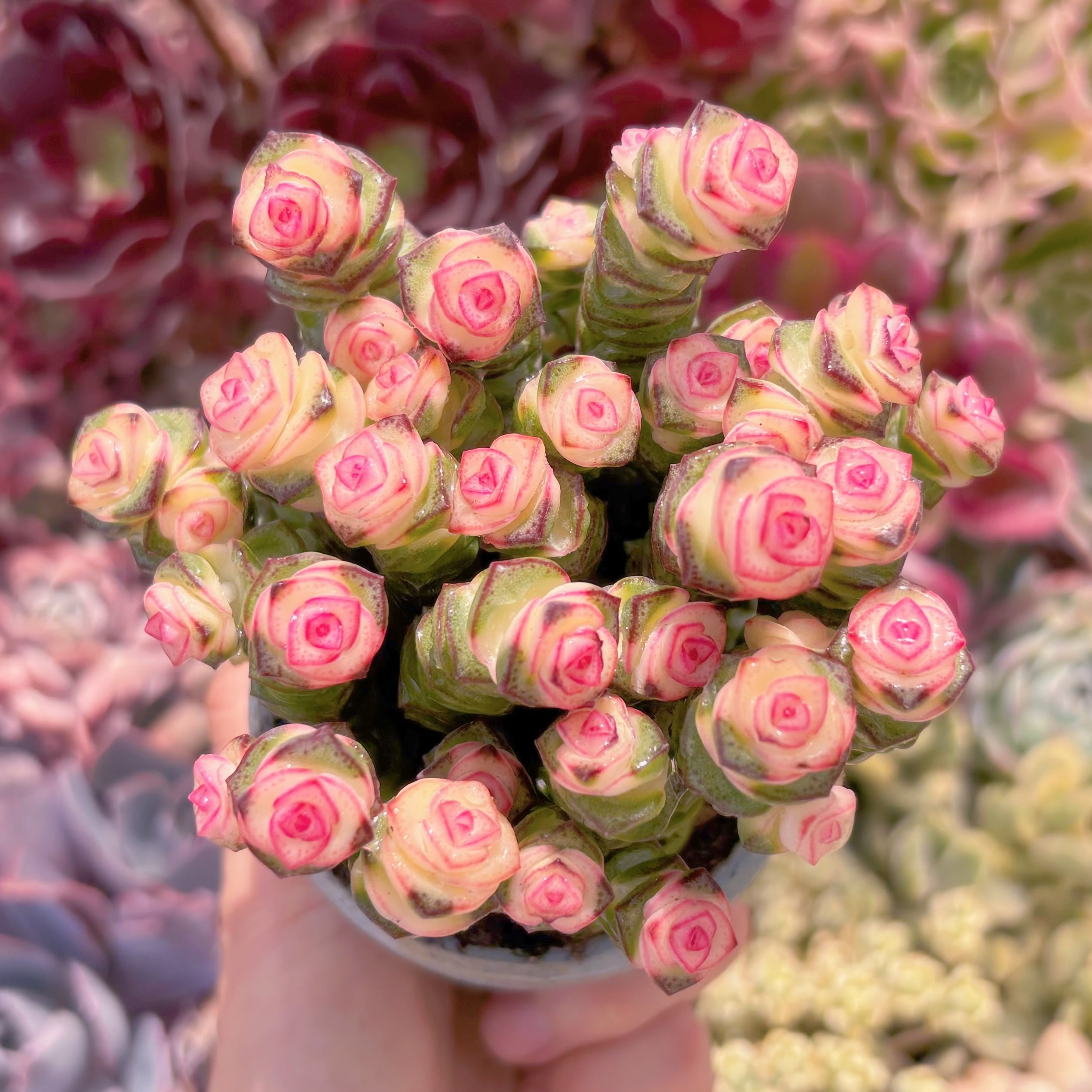 多肉植物　crassula fantasy(赤錦約18頭)　新入荷　るる農園