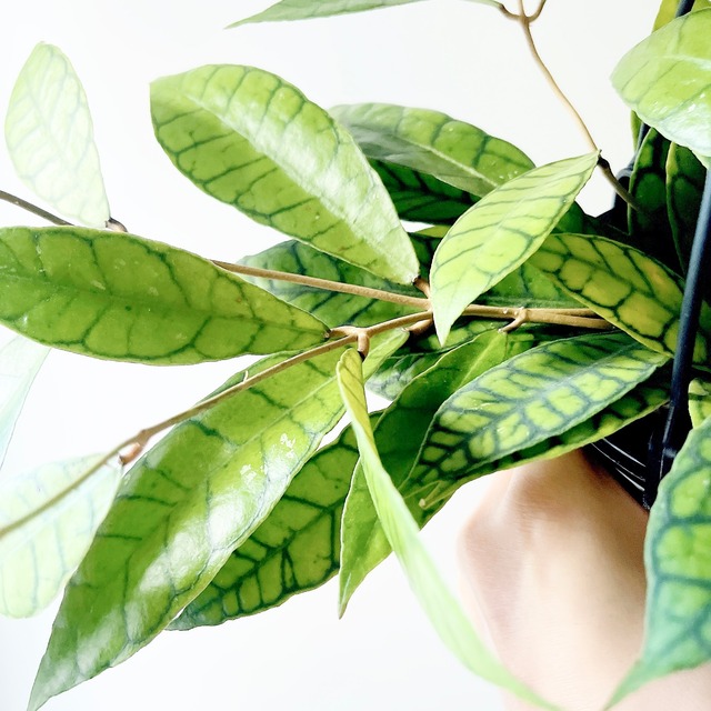 ホヤ カリストフィラ｜美しい葉脈模様の一点もの 4号鉢｜calm cafeセレクト