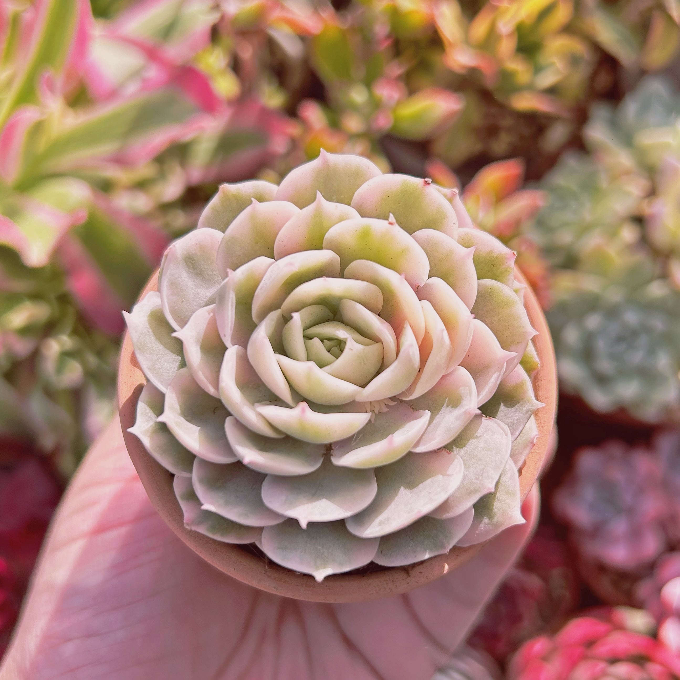 多肉植物　Echeveria  オンスロー錦