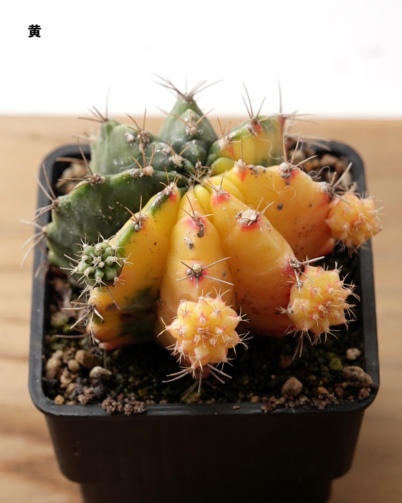 抜き苗 ギムノカリキウム 緋牡丹錦 M Gymnocalycium mihanovichii var.friedrichi f.variegata