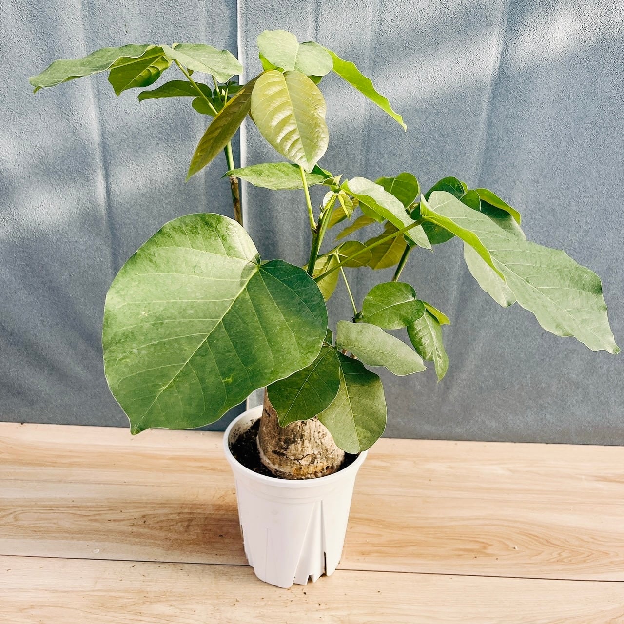 現品］【希少】16番 ボンバックス 6号 塊根植物 コーデックス 観葉植物