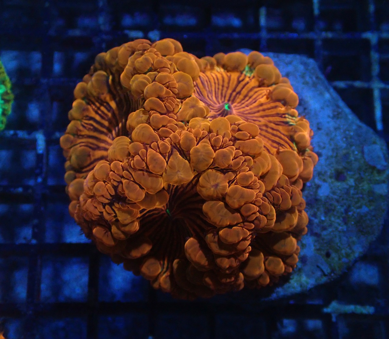 Blastomussa BigPoylp