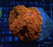 Blastomussa BigPoylp