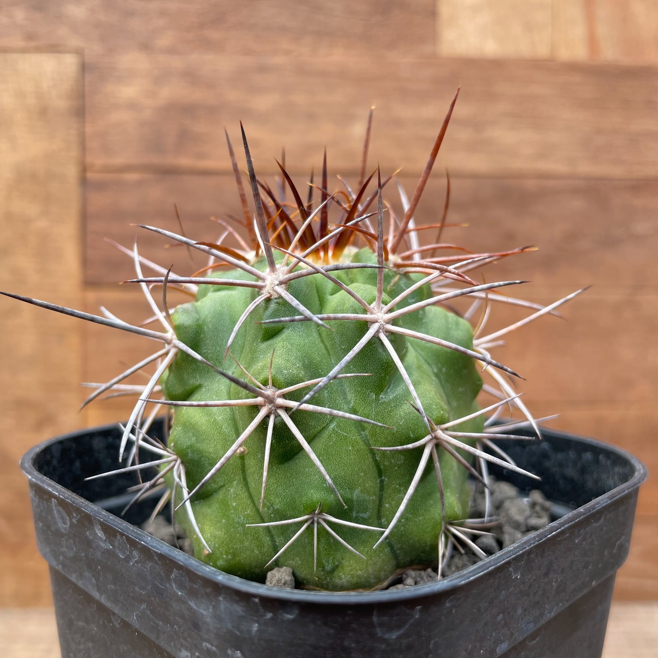 Copiapoa alticostata【コピアポア・アルチコスタータ・実生】