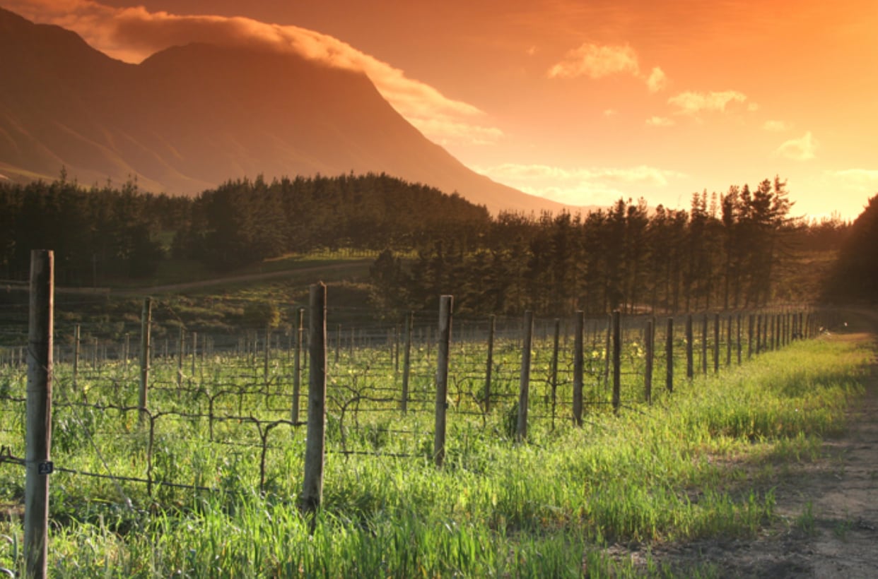 【ニュートン・ジョンソン・ワインズ】アルバリーニョ 2022