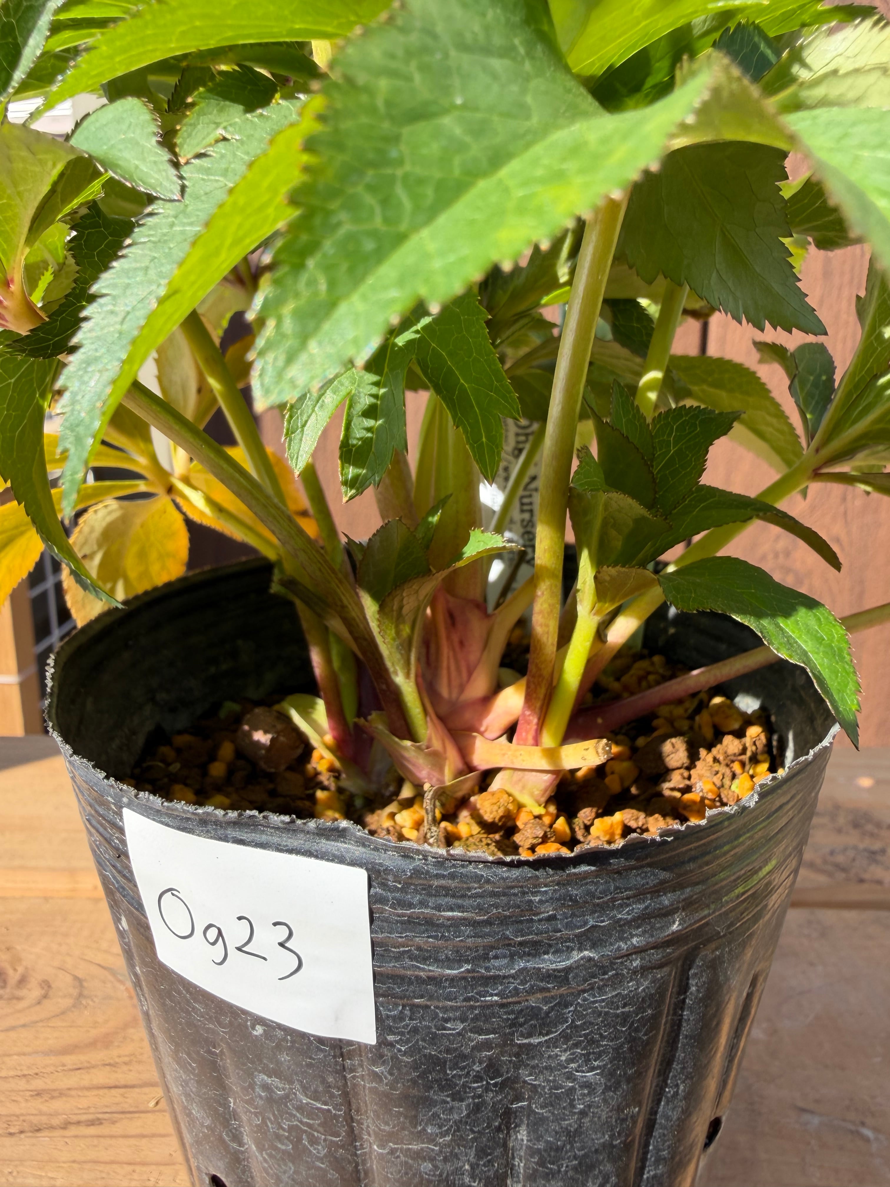 ムルチ系オーレアsd 大木ナーサリー クリスマスローズ【Og23】送料無料