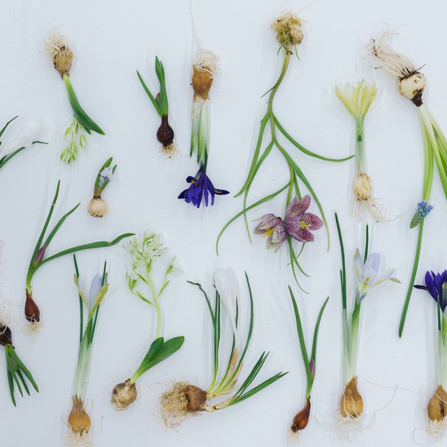 【秋田・富山産】春を呼ぶ 5種の球根アソート（水耕栽培ガイド・動画解説付き）