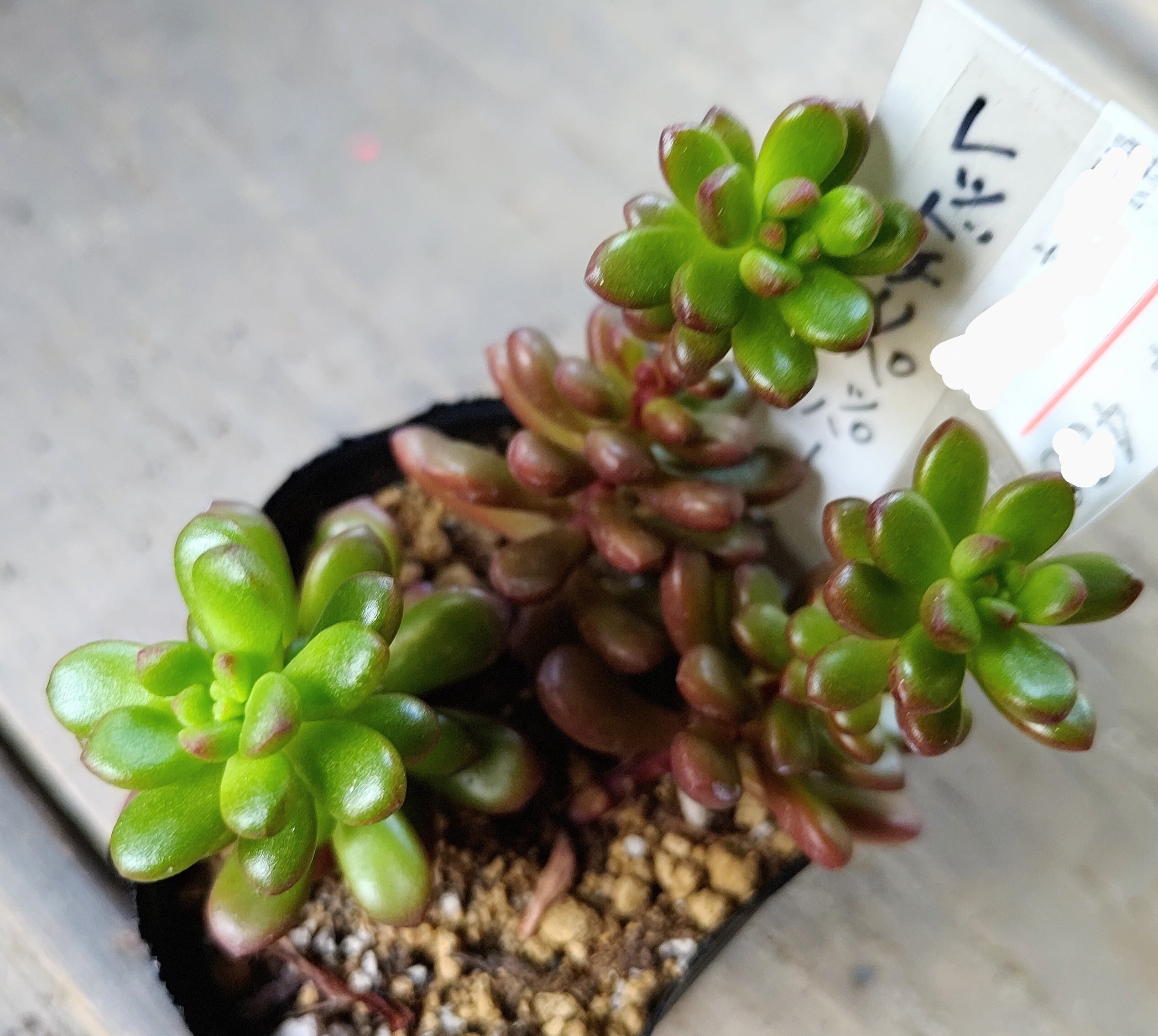 レッドチリペッパー | RuPo 多肉植物専門店