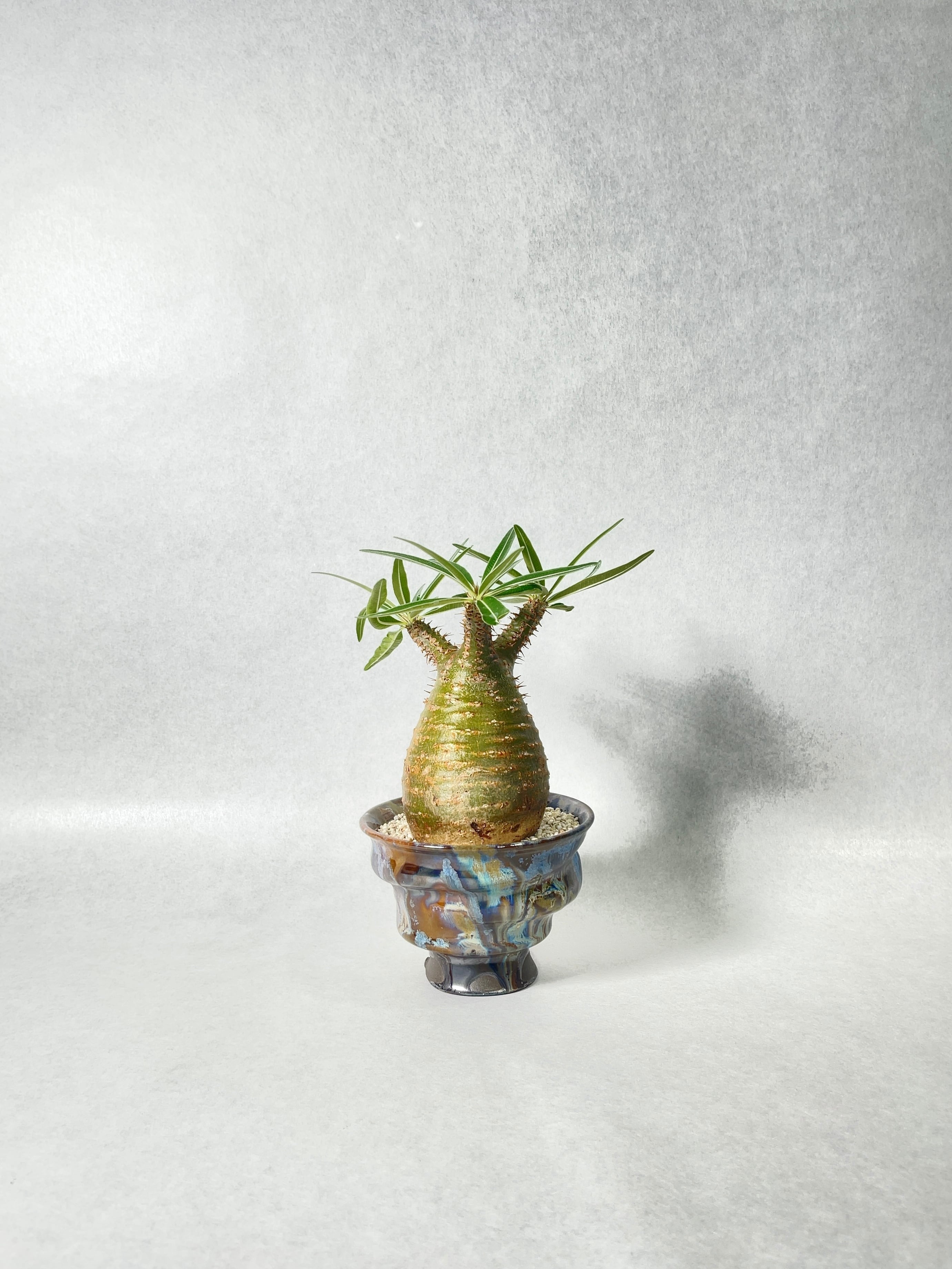 パキポディウム・グラキリス | trigger