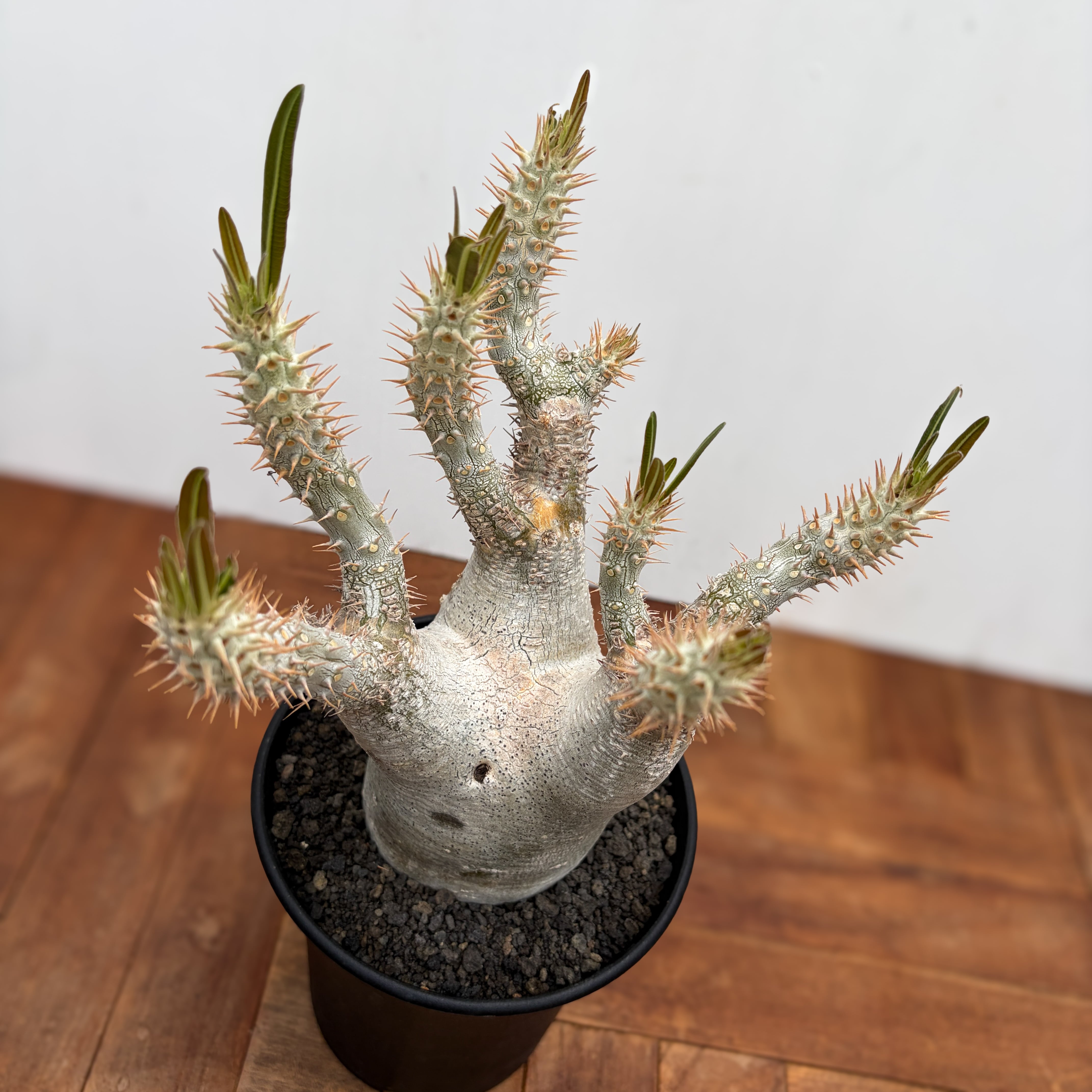 Pachypodium rosulatum var. inopinatum 【パキポディウム