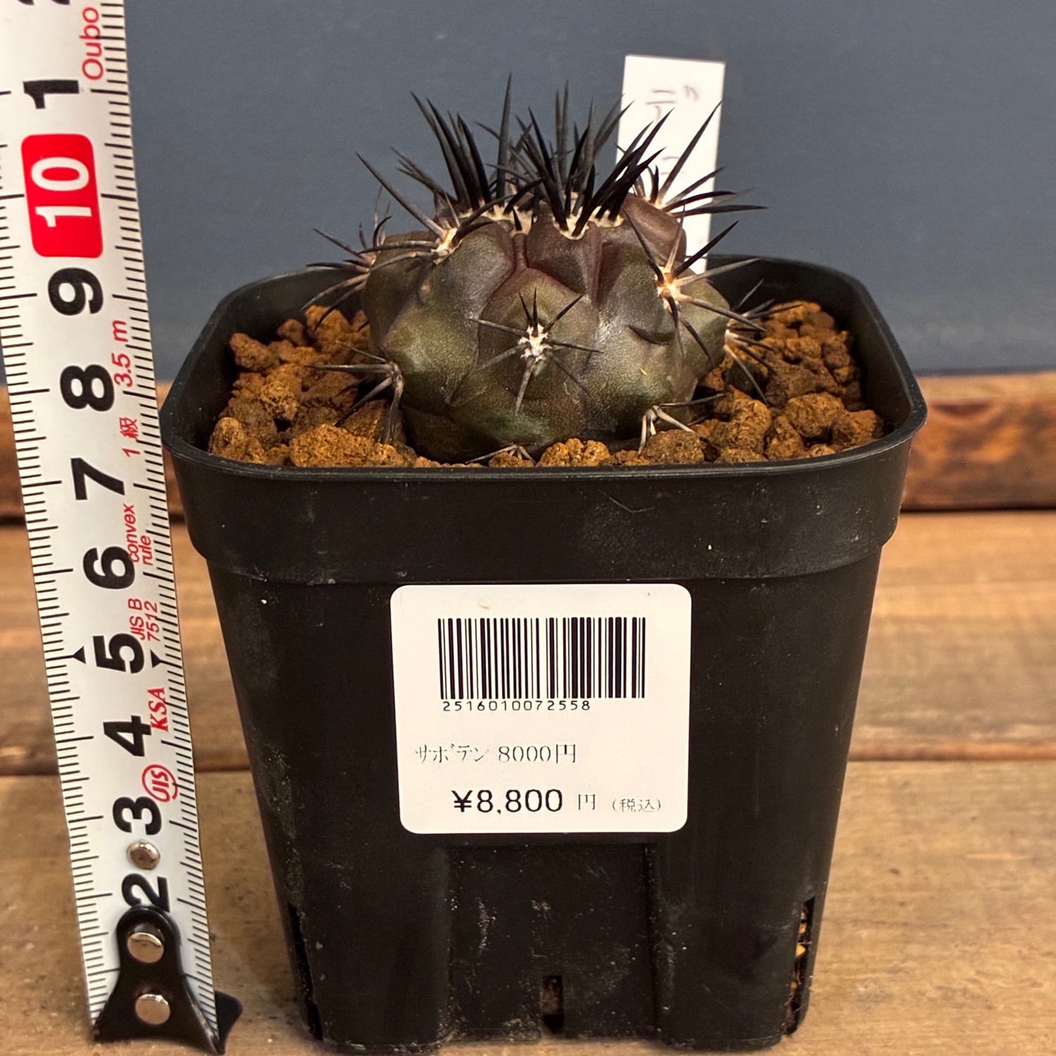 希少種 コピアポア デュラ 銅羅丸 Copiapoa】サボテン コピアポア デュラ 銅羅丸実生【807】 | PROTOLEAF