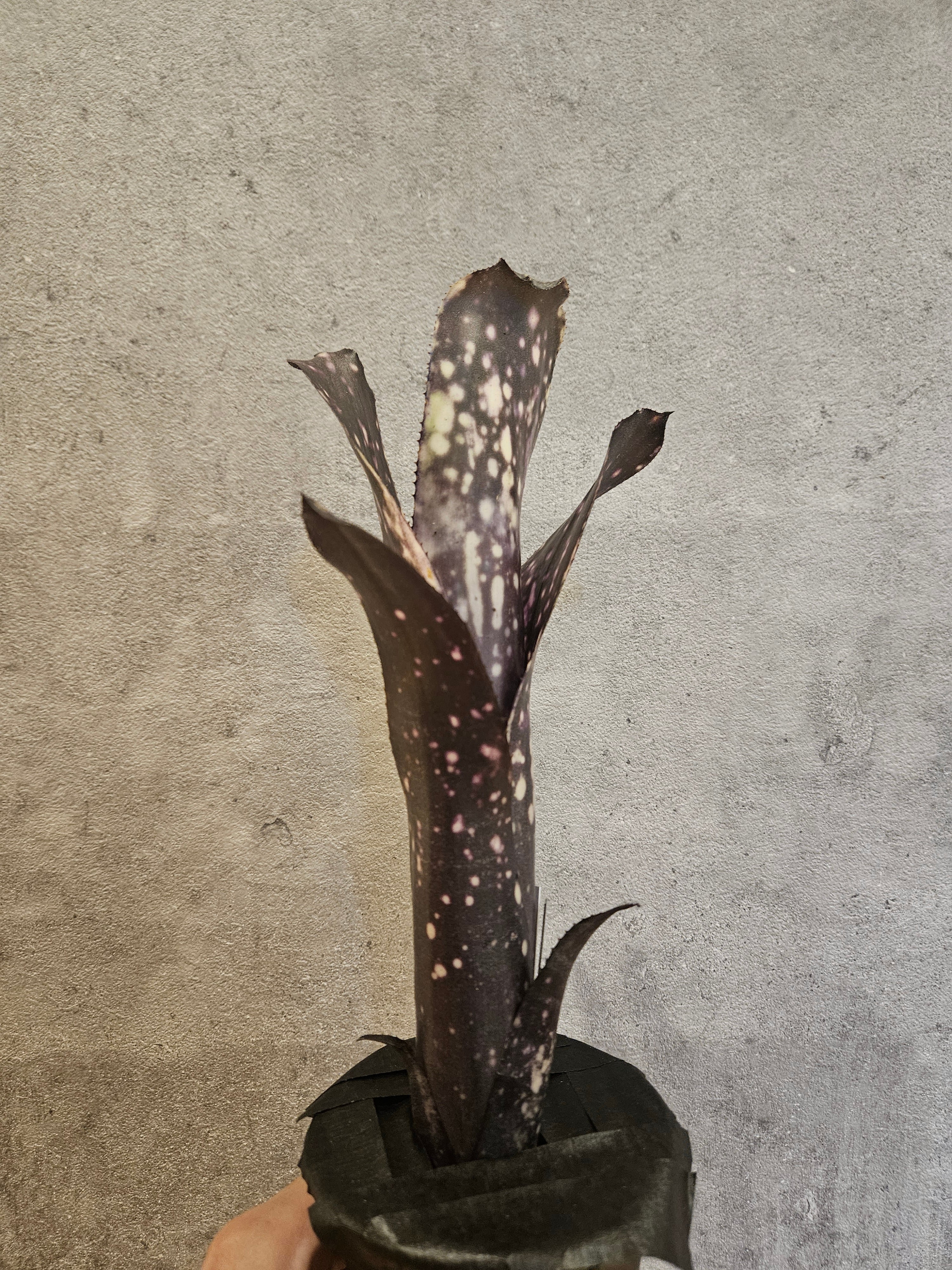 Bill.Incendiary delight 【artPLANTs/PLANTS GARAGE 】 ビルベルギア
