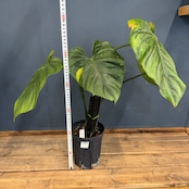 【クリアランス】フィロデンドロン パスタザナム【105】