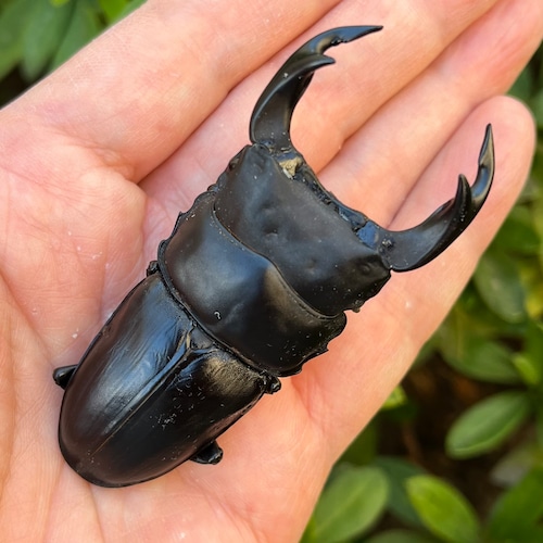 【美形・新成虫】佐賀県神埼郡神埼町産”オオクワガタペア(♂78mm) # 8252−601