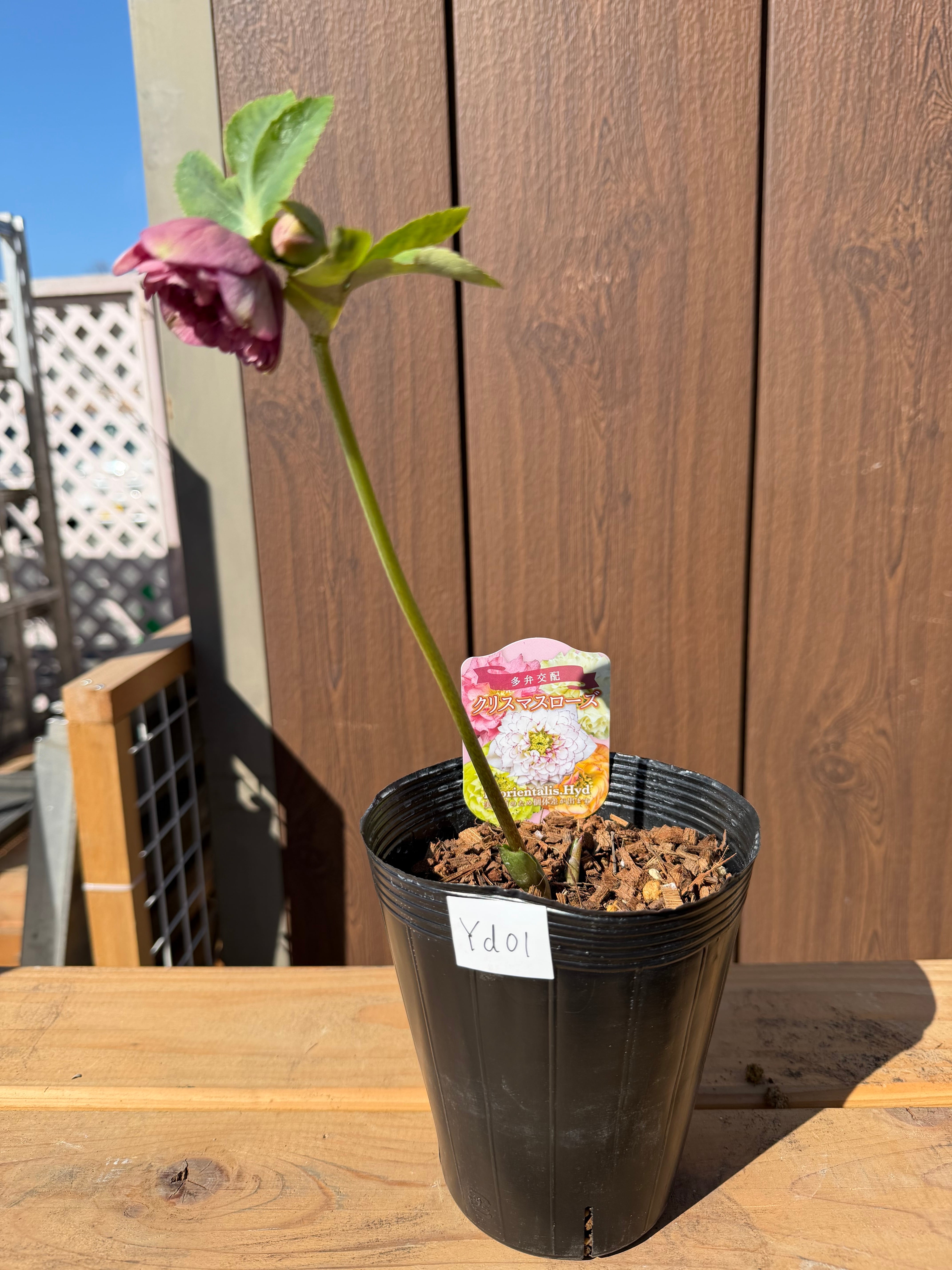 クォーターロゼット咲き超多弁 吉田園芸 クリスマスローズ【Yd01】送料