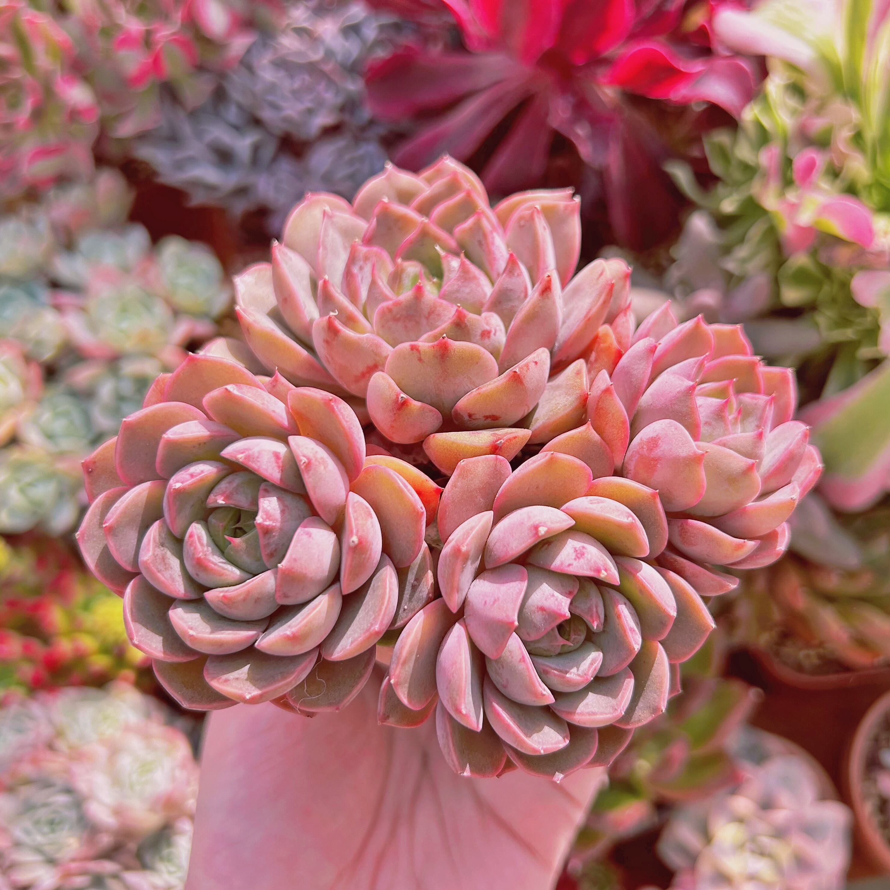 e81c14593e2ae13dea24dc73fd86a2