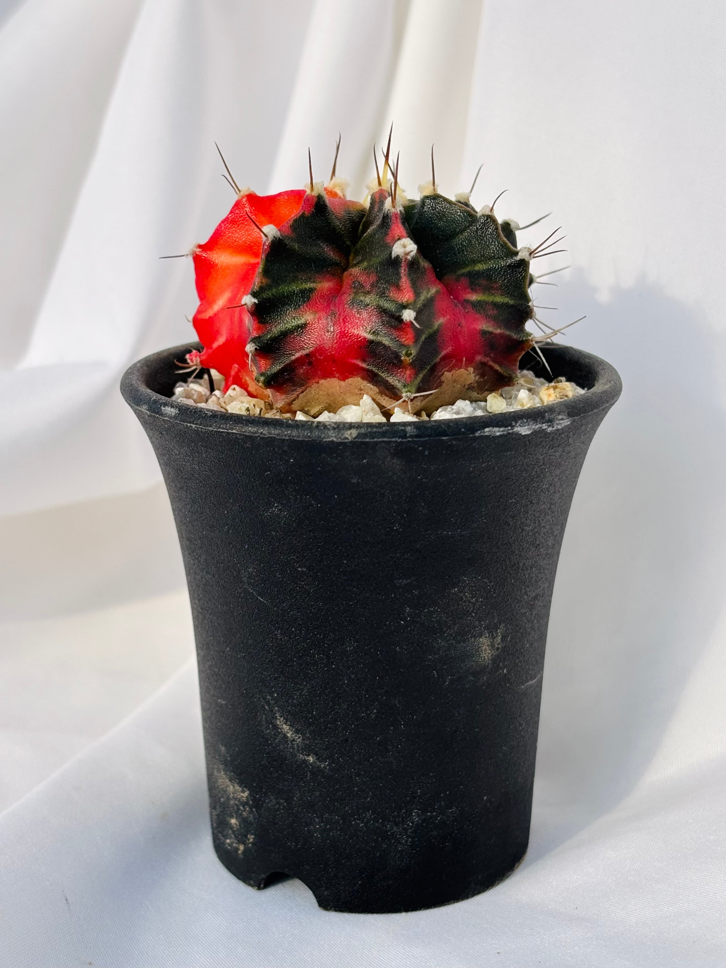 緋牡丹錦 | サボテン Gymnocalycium plants mihanovichii MARU by BASE
