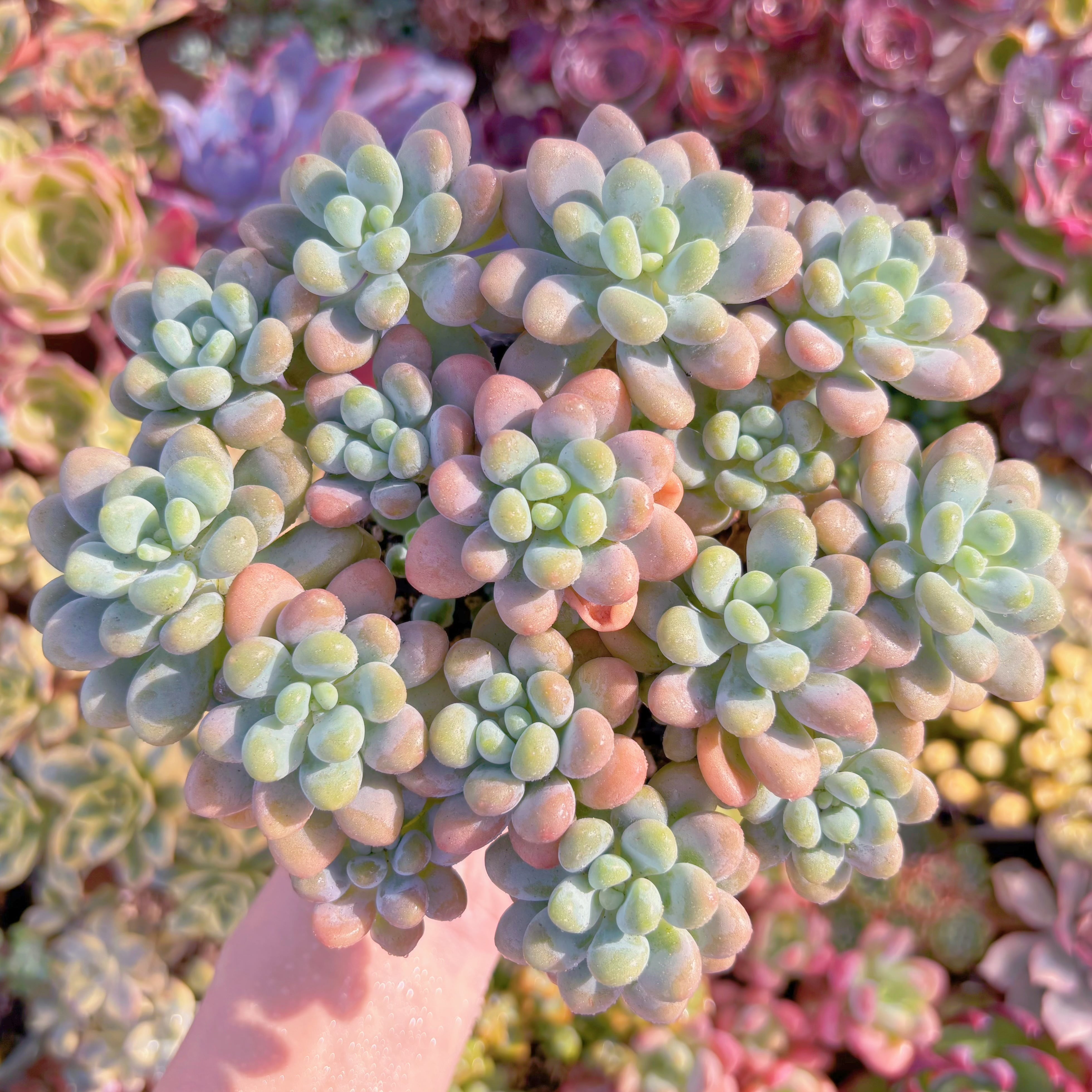 現品　マカロンxロココ#F054　特大群生　るる農園